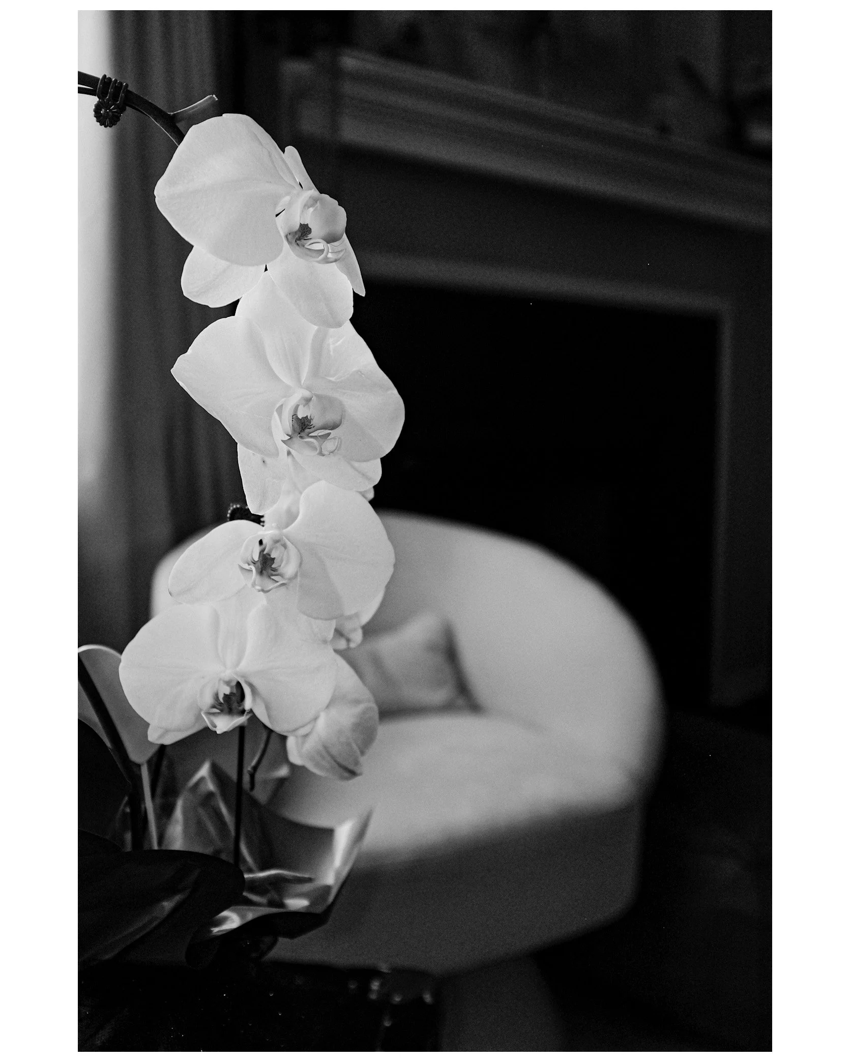 A black and white photo of a potted orchid plant with multiple flowers, placed on a table in front of a couch or chair.