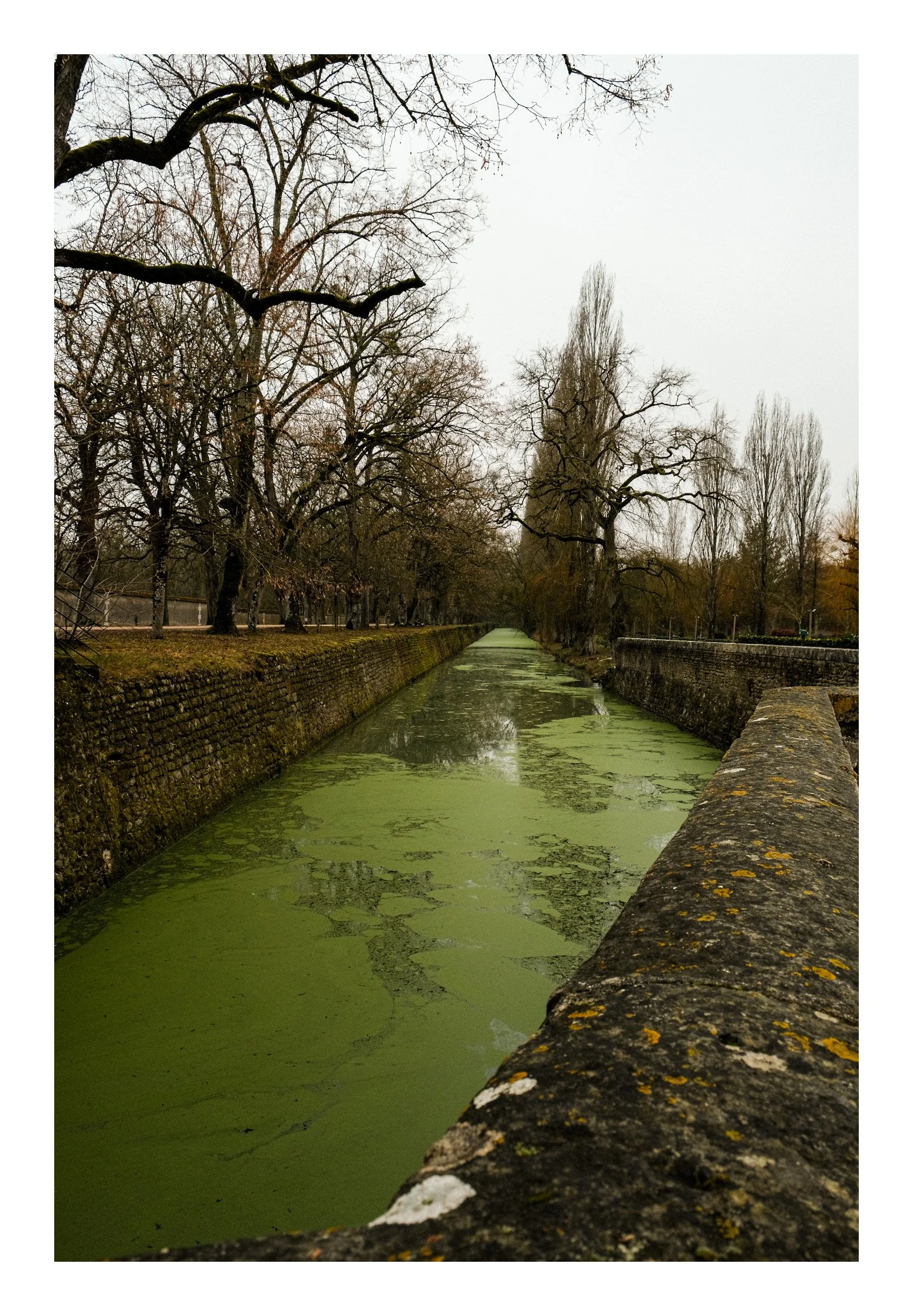 A canal with green algae on the water, lined by stone walls and leafless trees on a cloudy day.