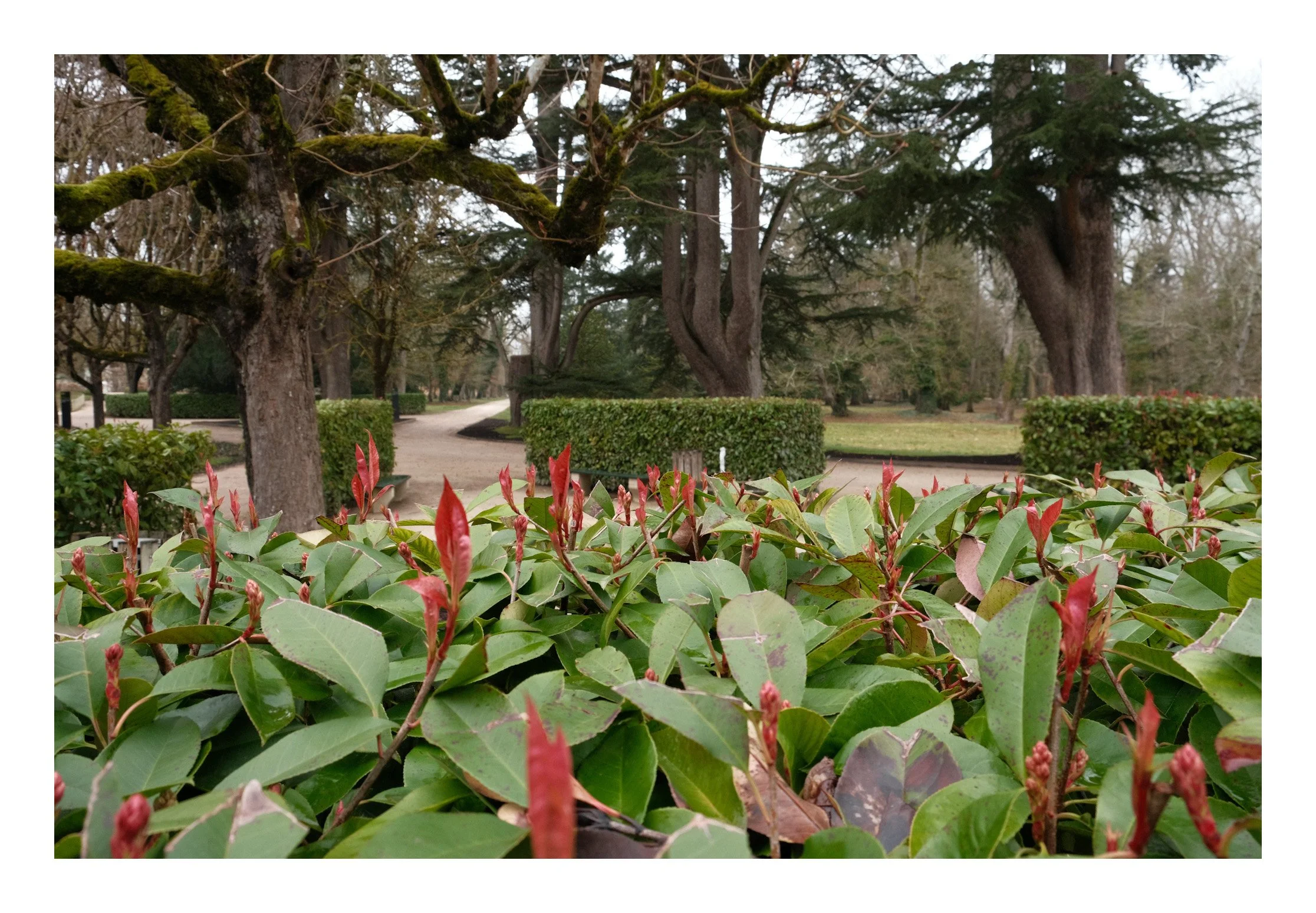 View of a garden with green bushes, large trees, and a curved pathway. Foreground shows red-tipped green leaves.