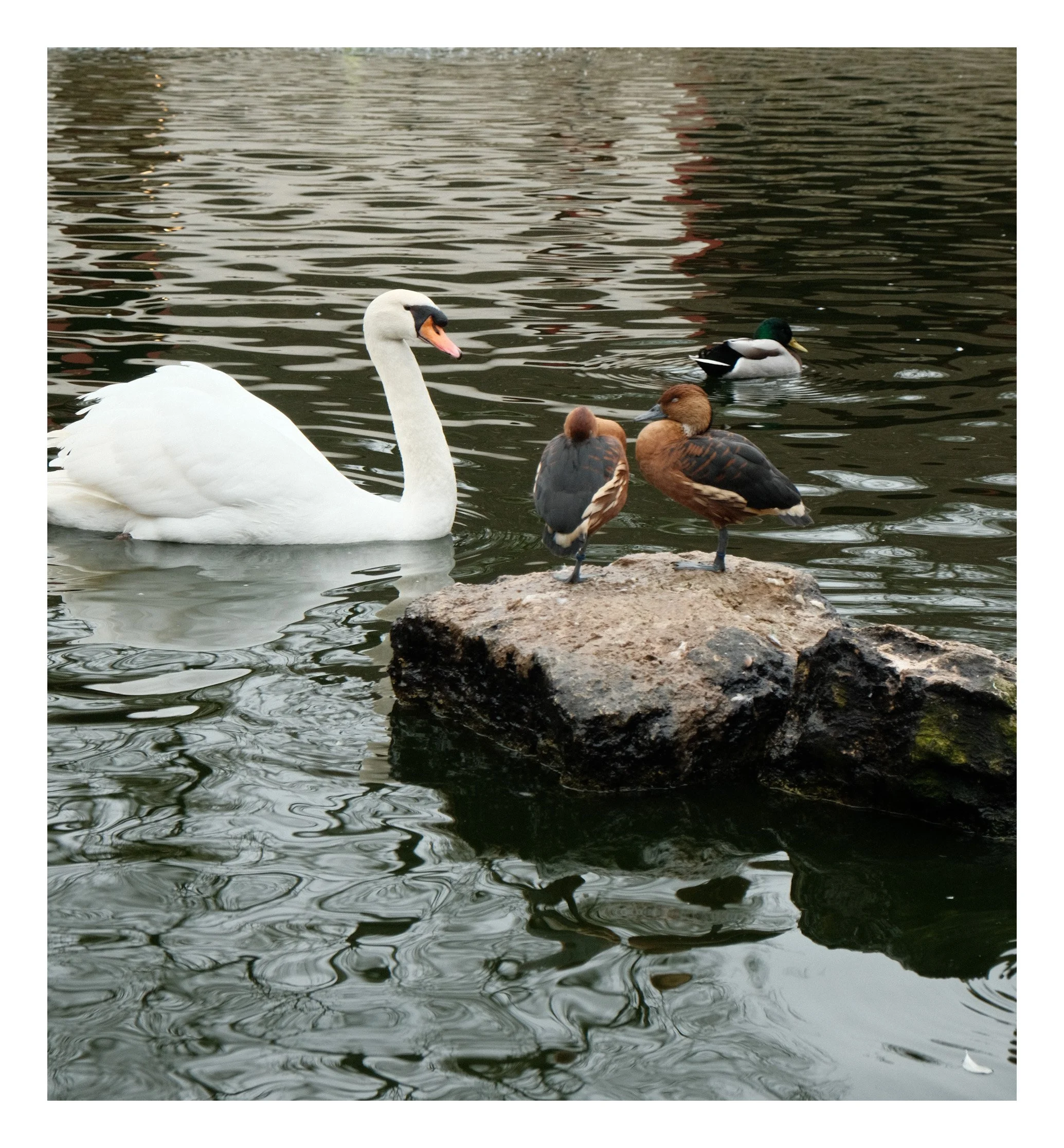 A white swan swimming in a pond, with two ducks resting on a rock in the water, and a mallard swimming in the background.