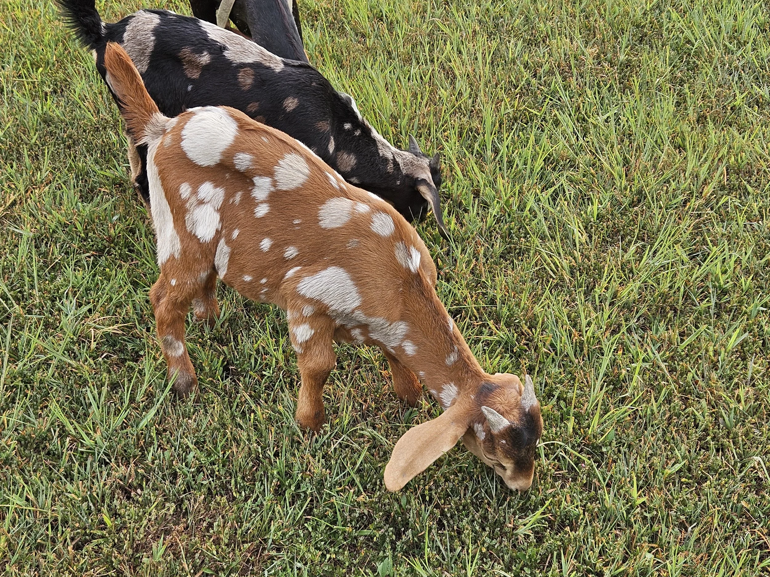 Hello and Goodbye to this year’s goat Kids