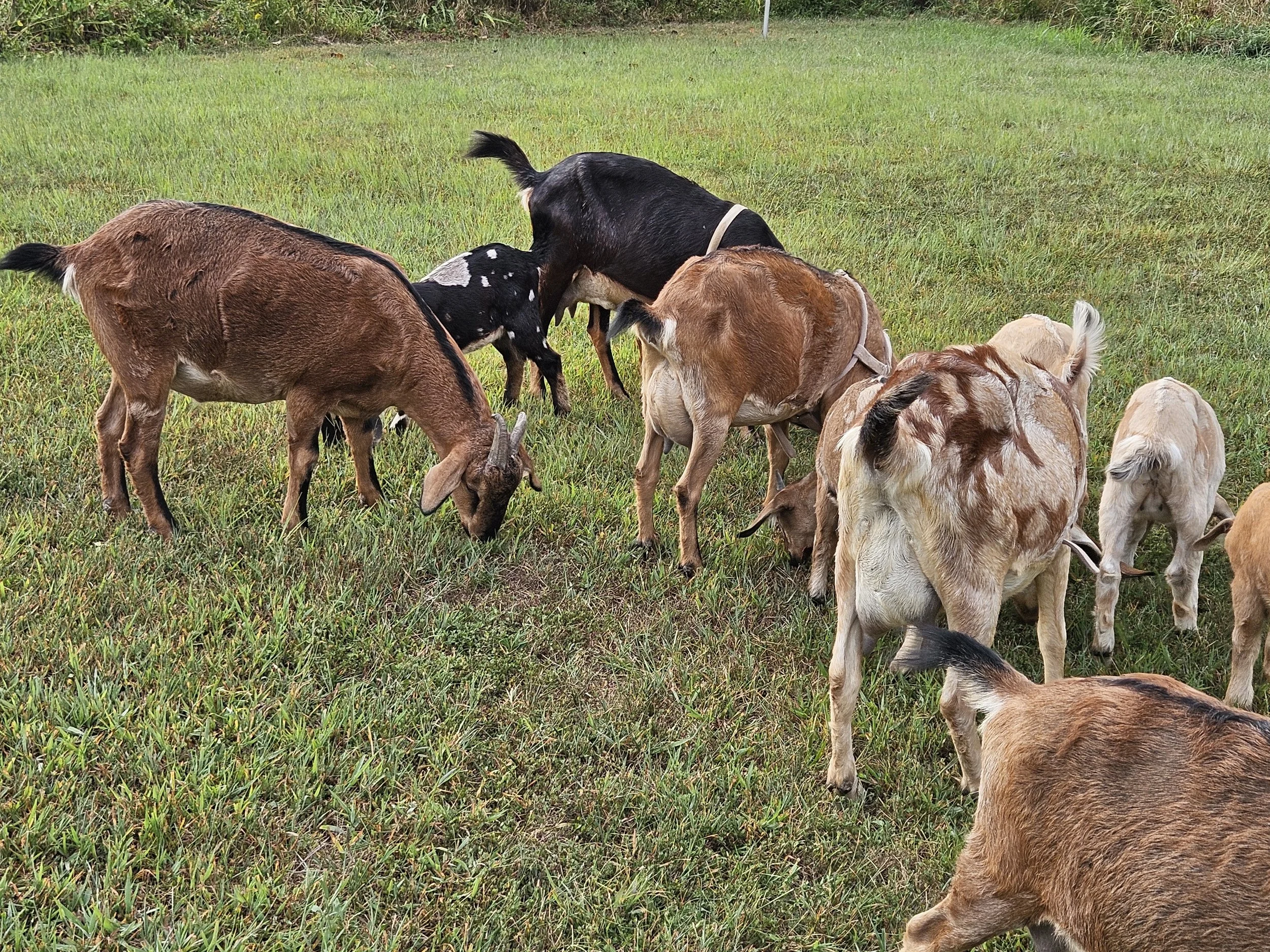 Benefits of Goat Milk in Soap and Skincare