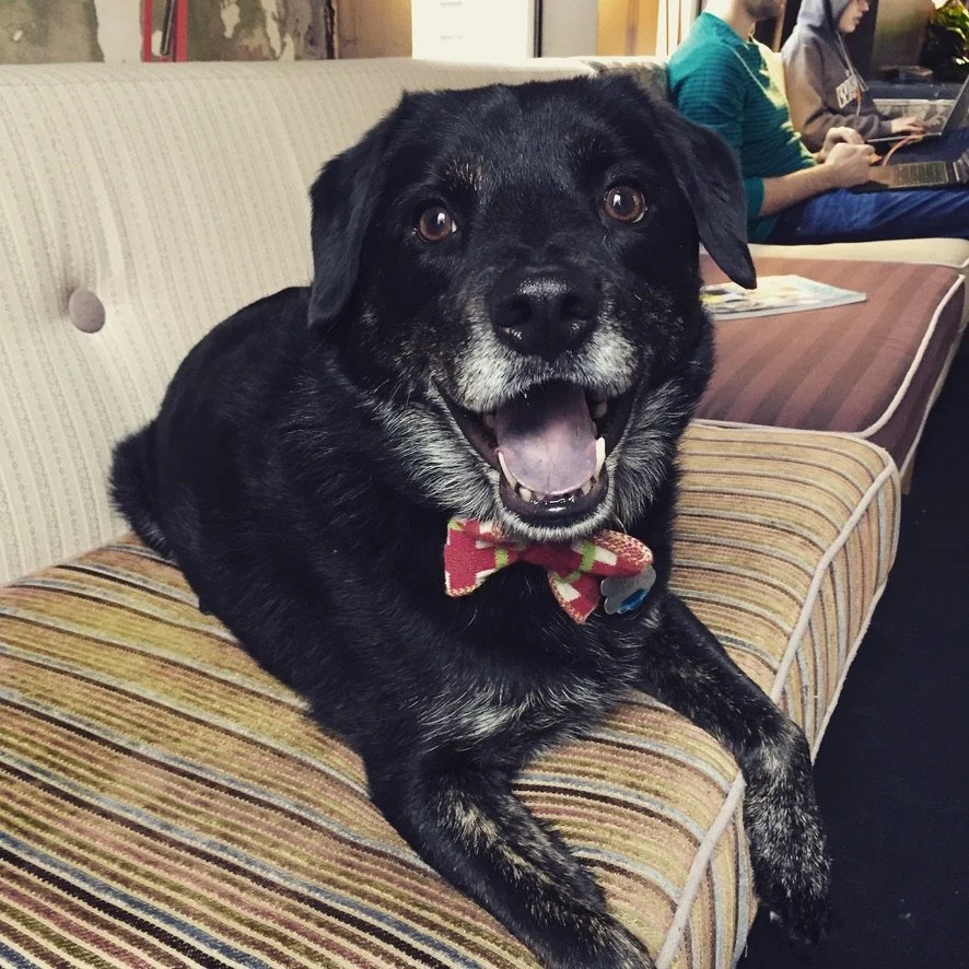 Beetle photo to go with hearts 2-8.jpeg