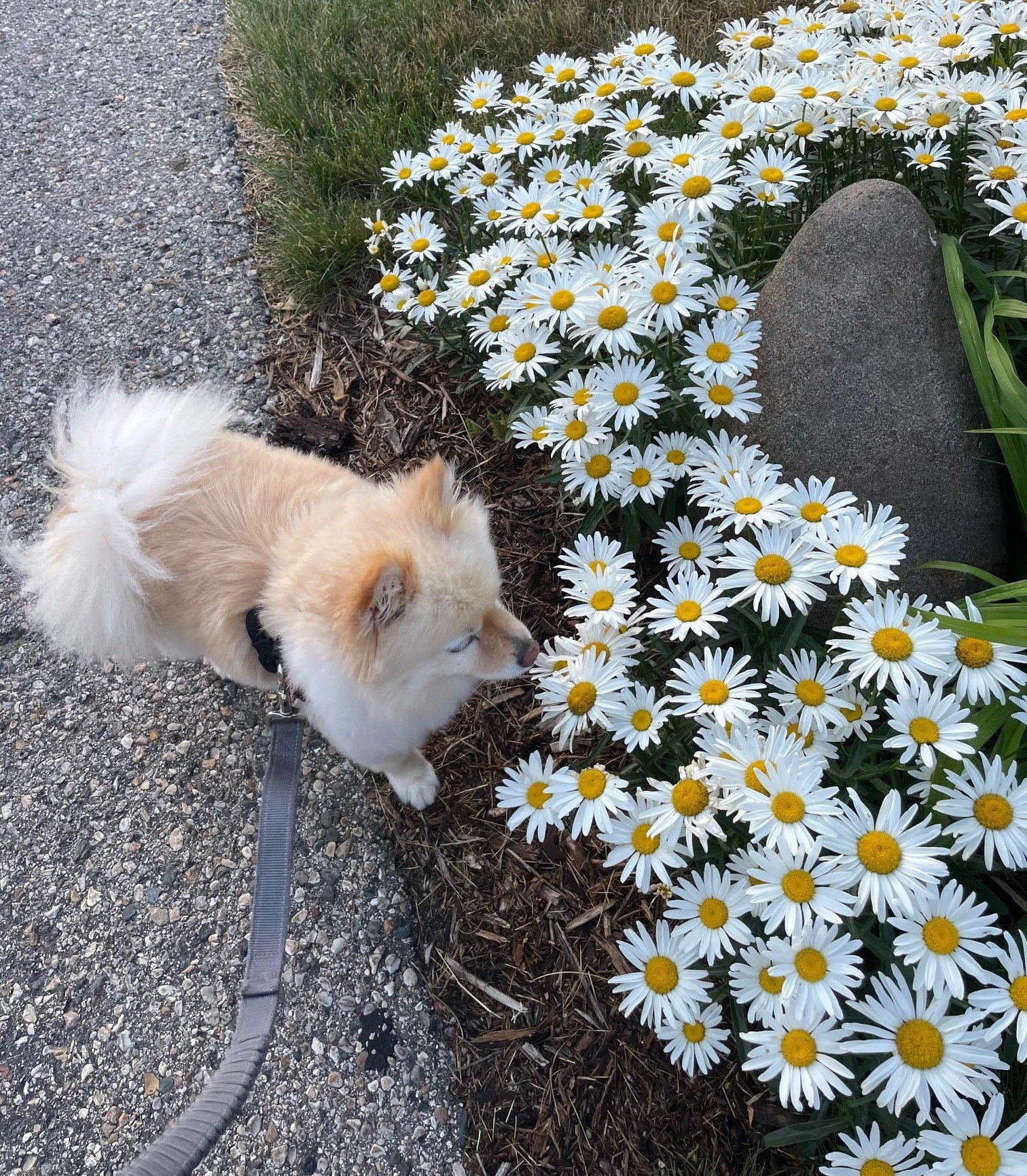 April hits different, doesn't it?

Still a little cold.
Still a little quiet.
But you can feel summer coming.

It's the perfect time for a slow walk and a tea in hand!