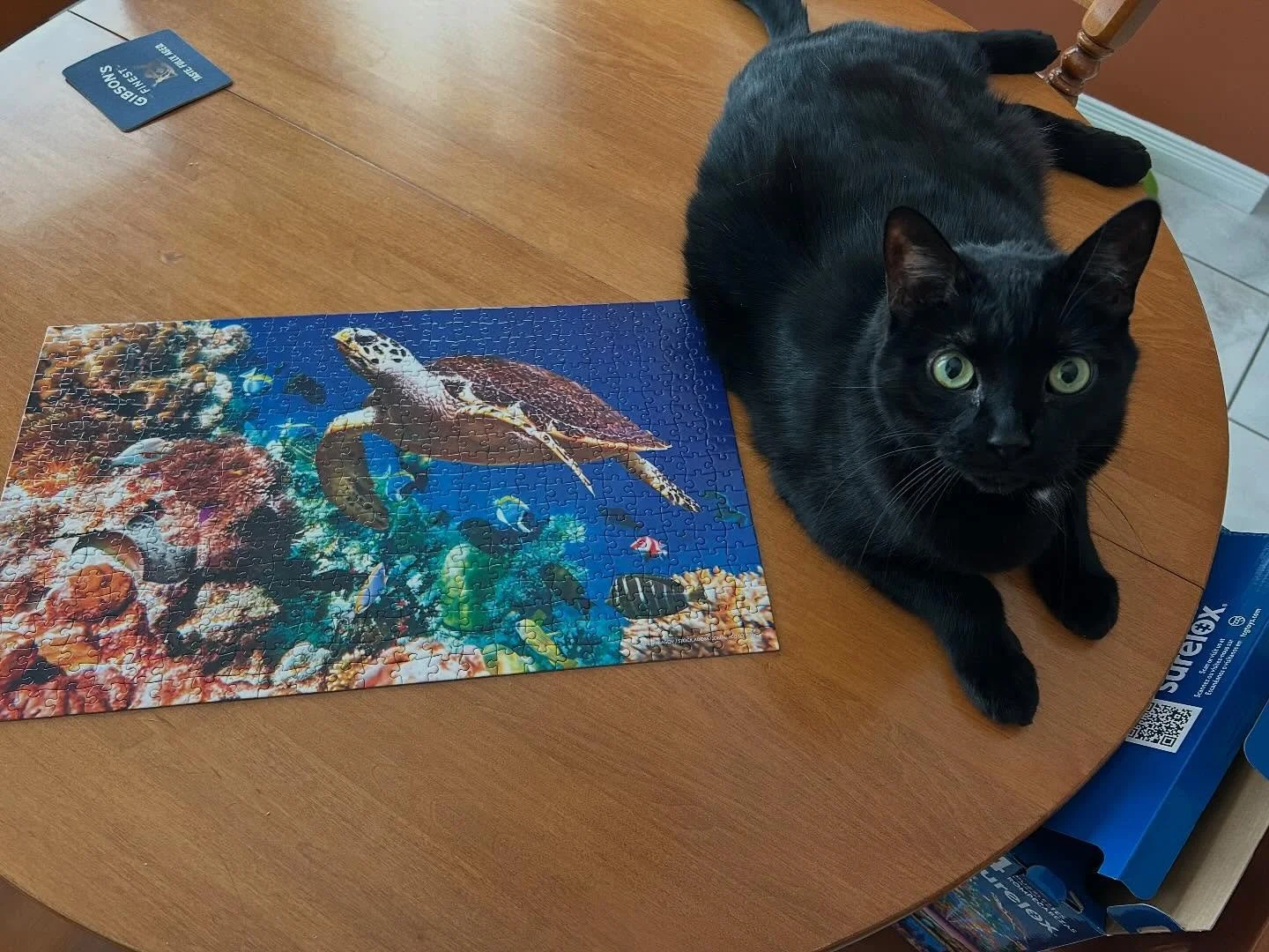 ✨🐈&zwj;⬛😻✨Griffin, pretending that HE was the puzzle solver, lol 😂

#13 #coolcat #puzzlesolver