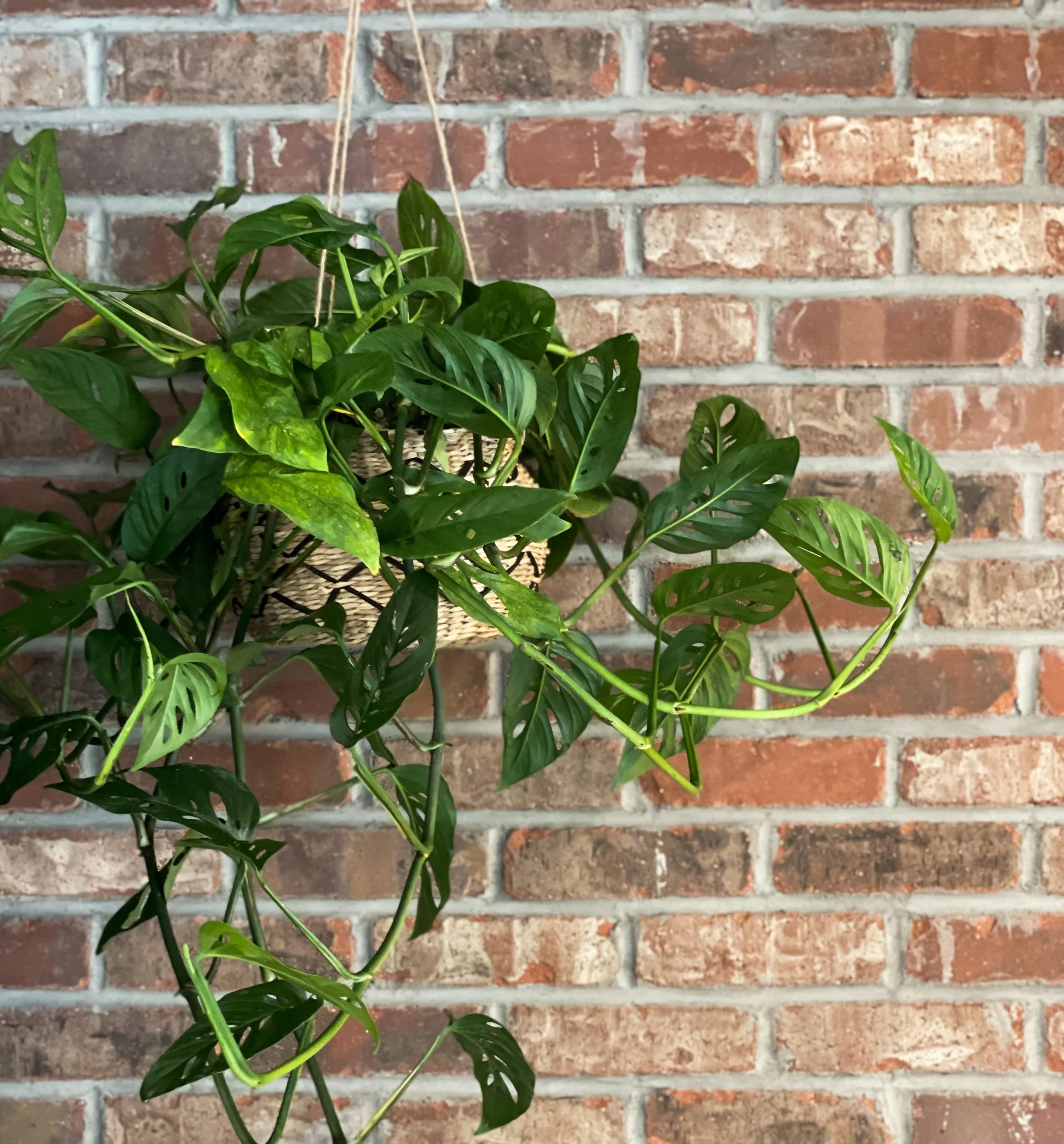 Copy of B9A9645D-D922-442A-9C6B-70DA62671187.jpeg