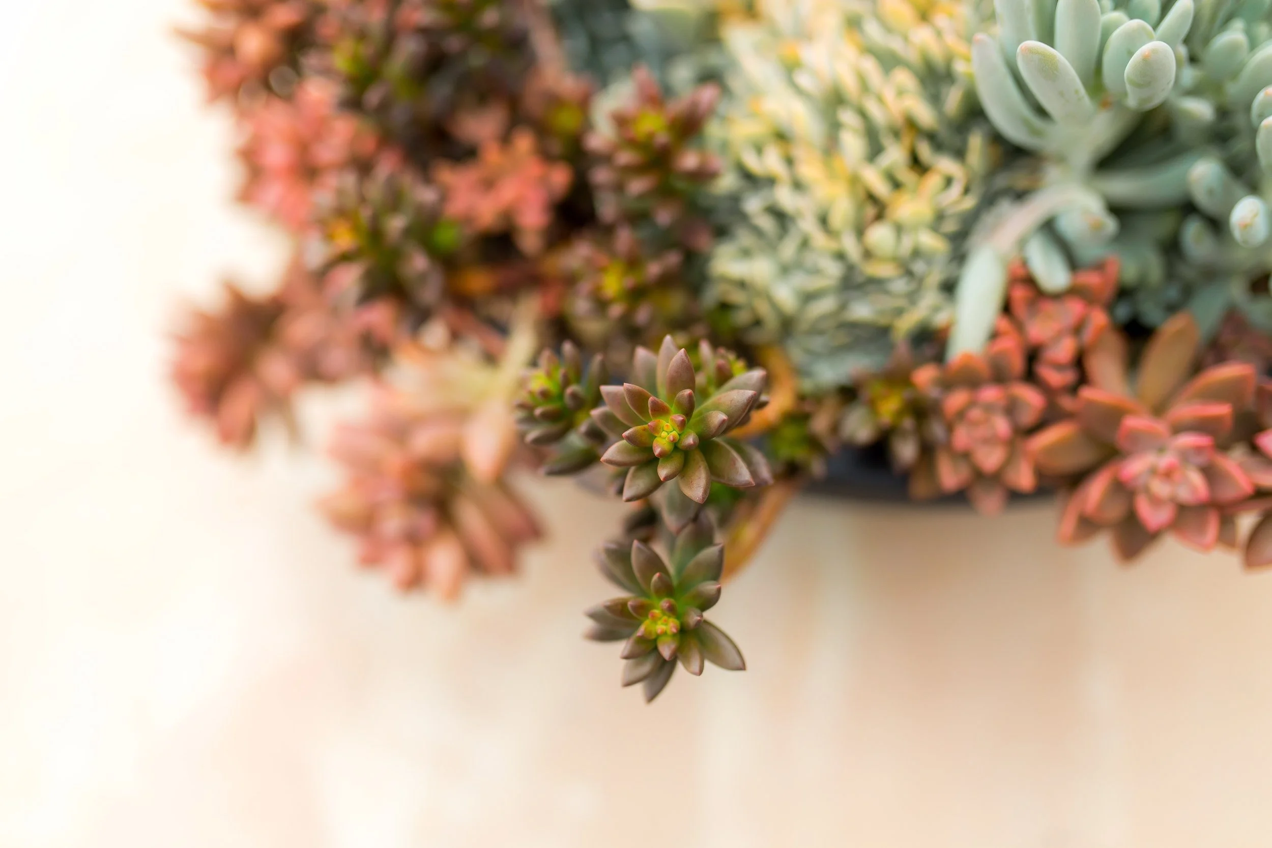 Copy of IMG_1029.jpeg