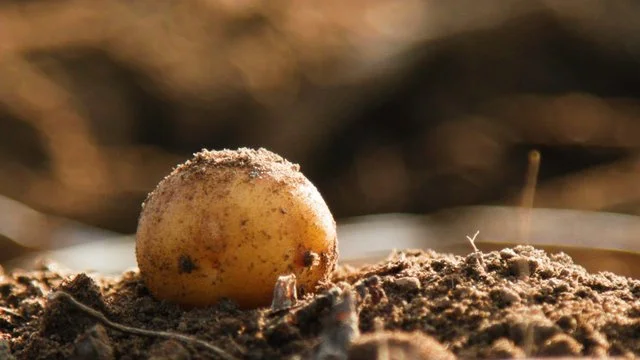 Sklizeň brambor objektivem IDVIDEO