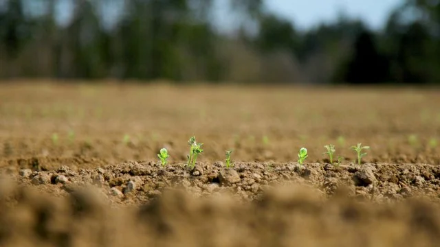 Neobyčejné klíčení brambor – od ateliéru až na pole