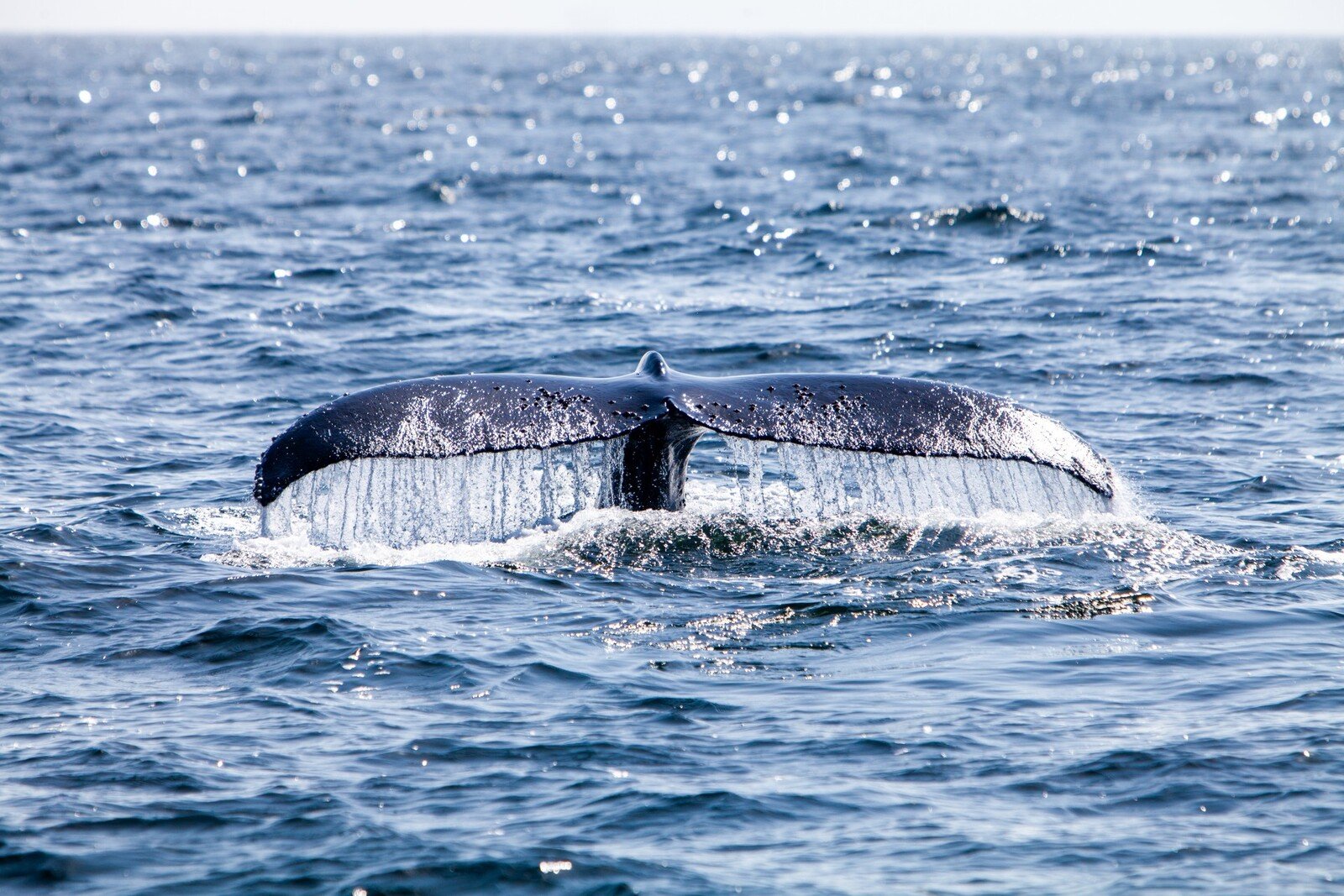 a-humpback-whale-s-tail-959586.jpg