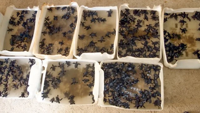 Reportáž – Záchrana mořských želv v Mexiku