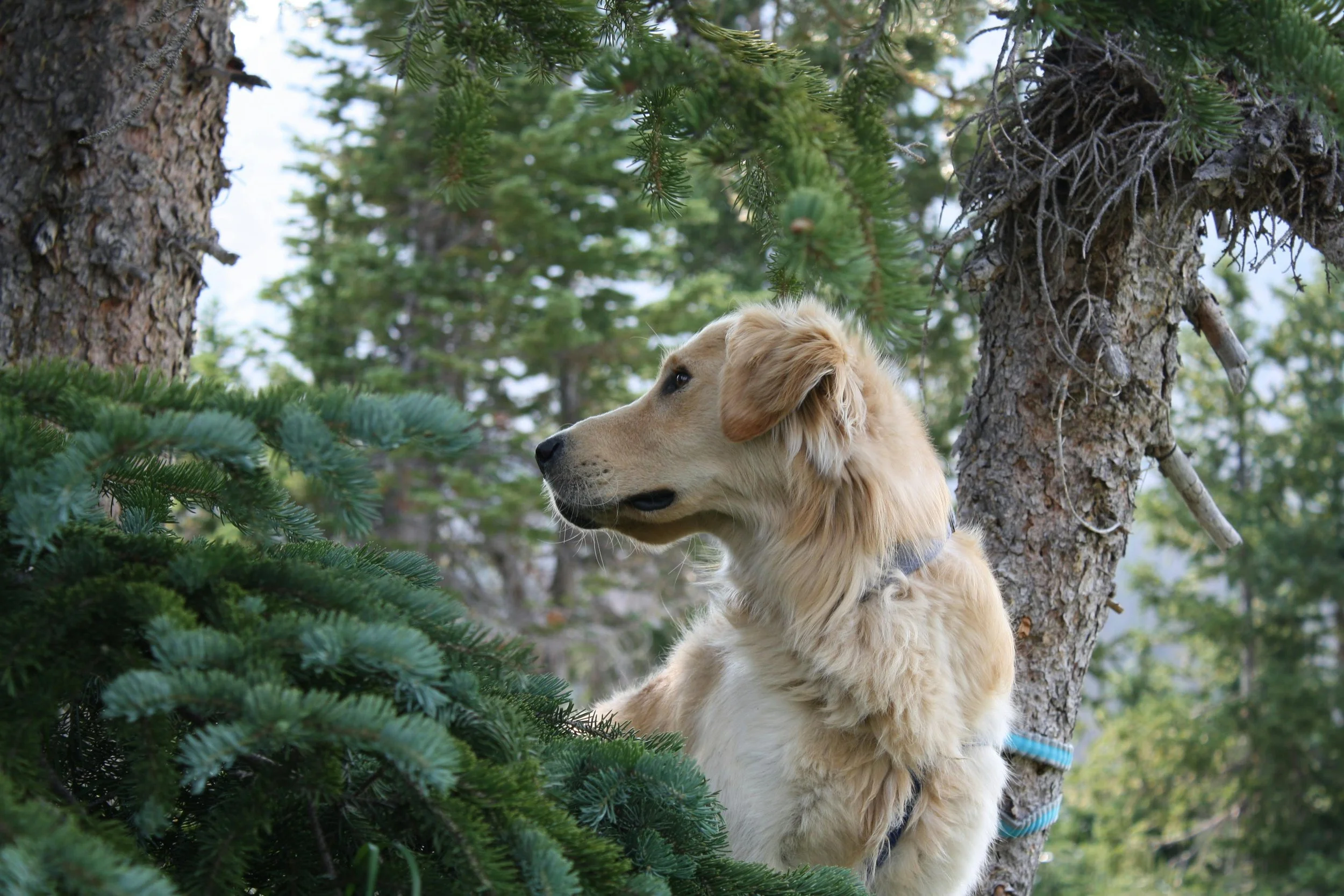 A golden retriever dog in a forested area with trees and green foliage, looking to the left.