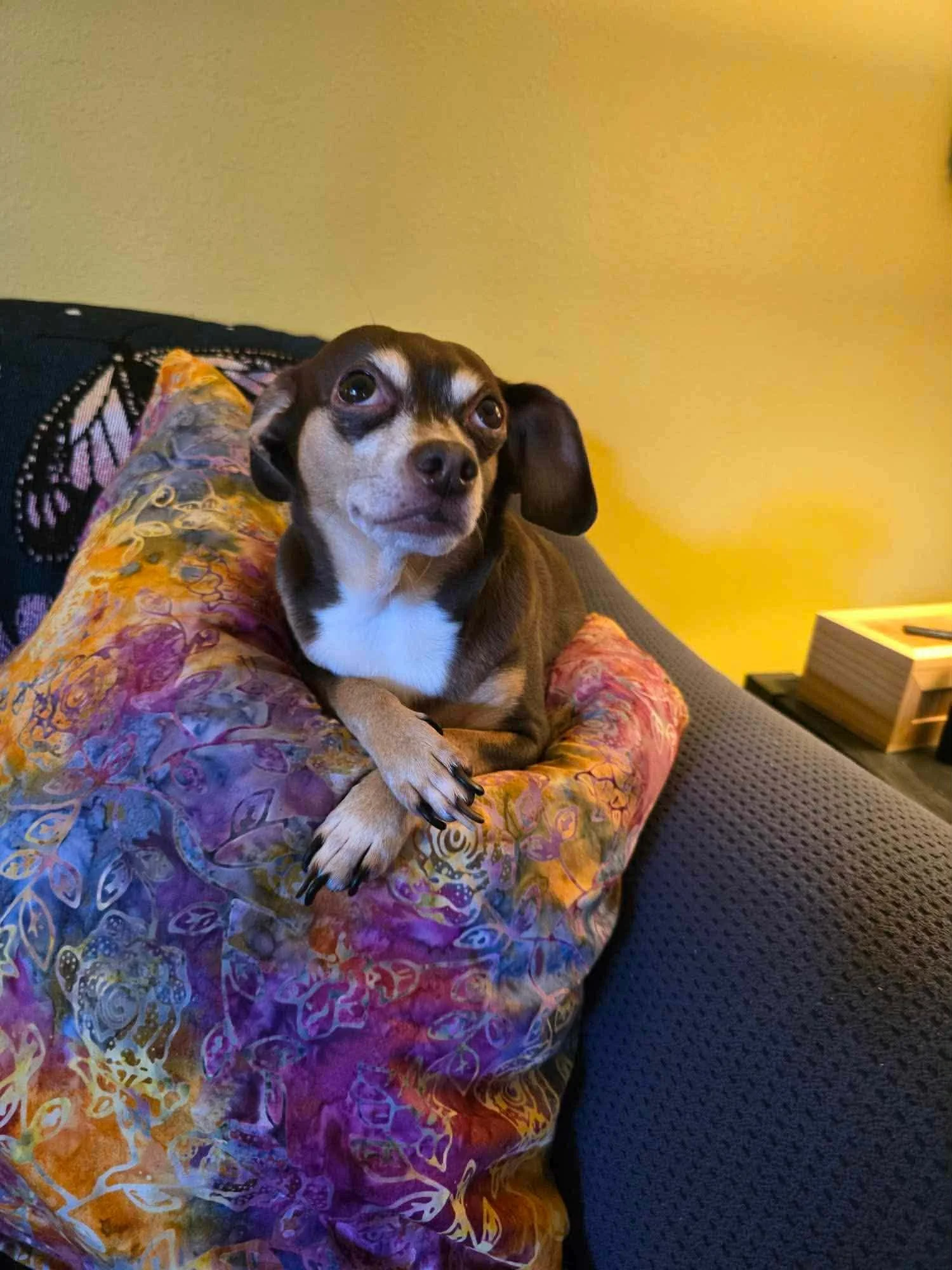 A small, brown dog with white markings on its chest, sitting on a colorful, patterned pillow on a couch in a cozy living room.