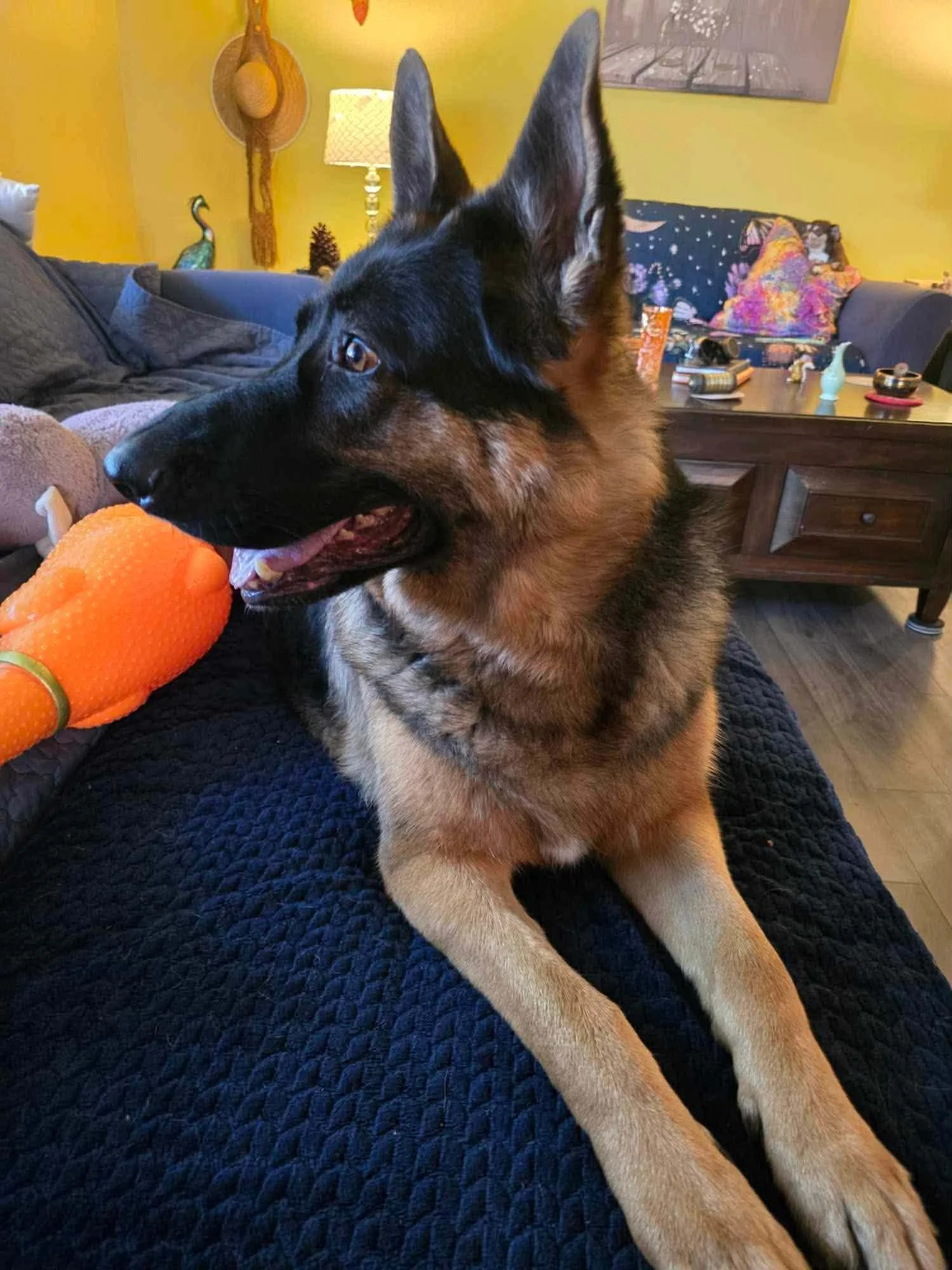 German Shepherd dog lying on a black quilted blanket holding an orange rubber squeaky toy in its mouth in a cozy living room.