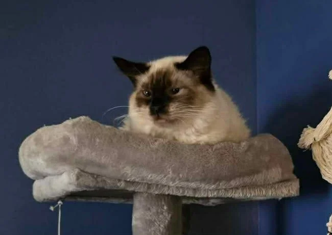 A Siamese cat resting on a gray plush platform in front of a blue wall.