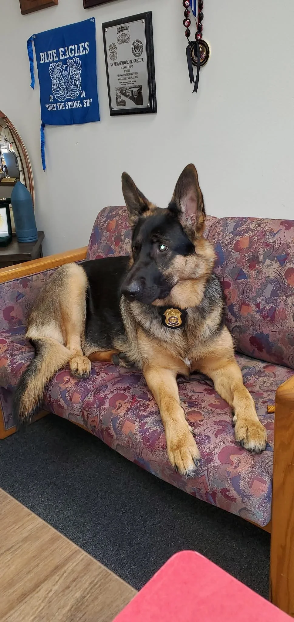 A German Shepherd dog with a police badge collar sitting on a purple patterned couch in a room decorated with sports memorabilia and framed certificates on the wall.