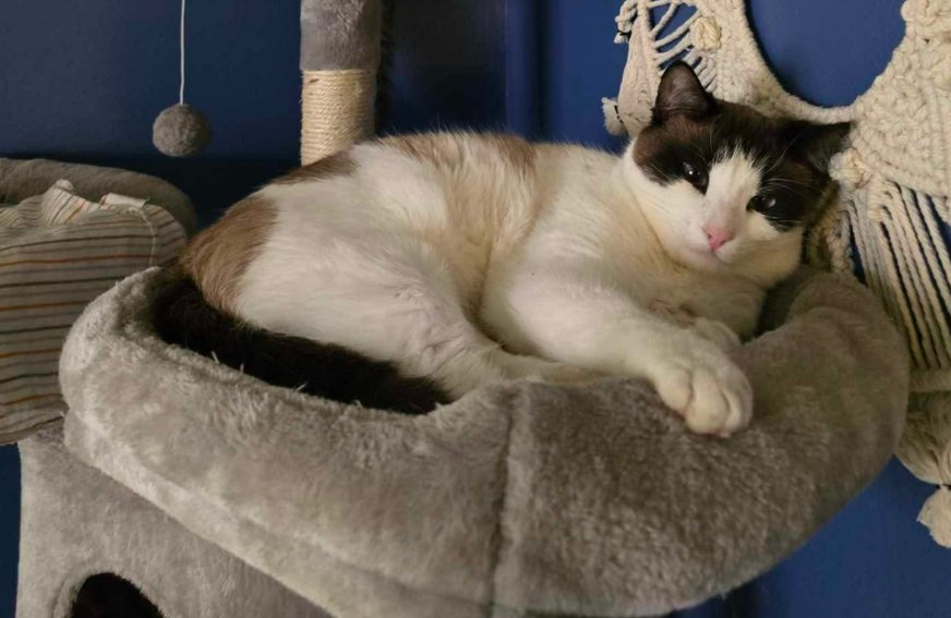 A black and white cat lying on a plush, round pet bed on a blue wall background with toys hanging from a cat tree.