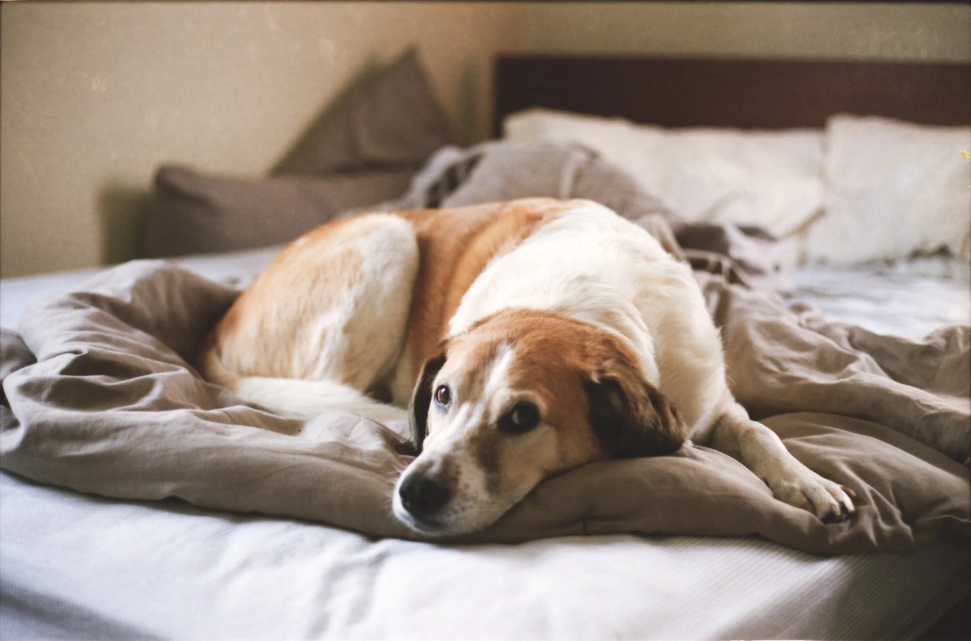 Dec 2019_Portra400_0005_2000px.JPG