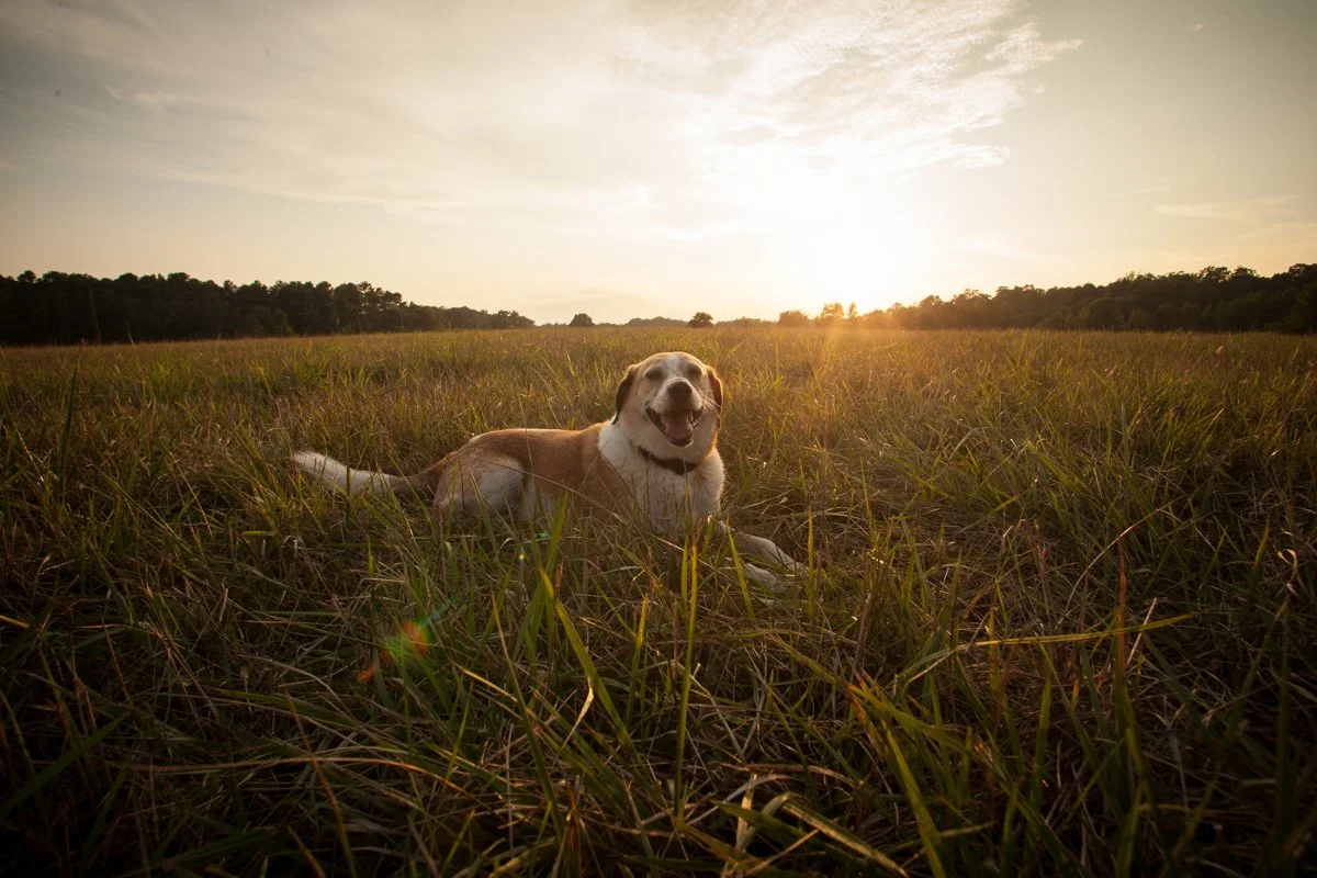 Pittsboro 2016-41.JPG