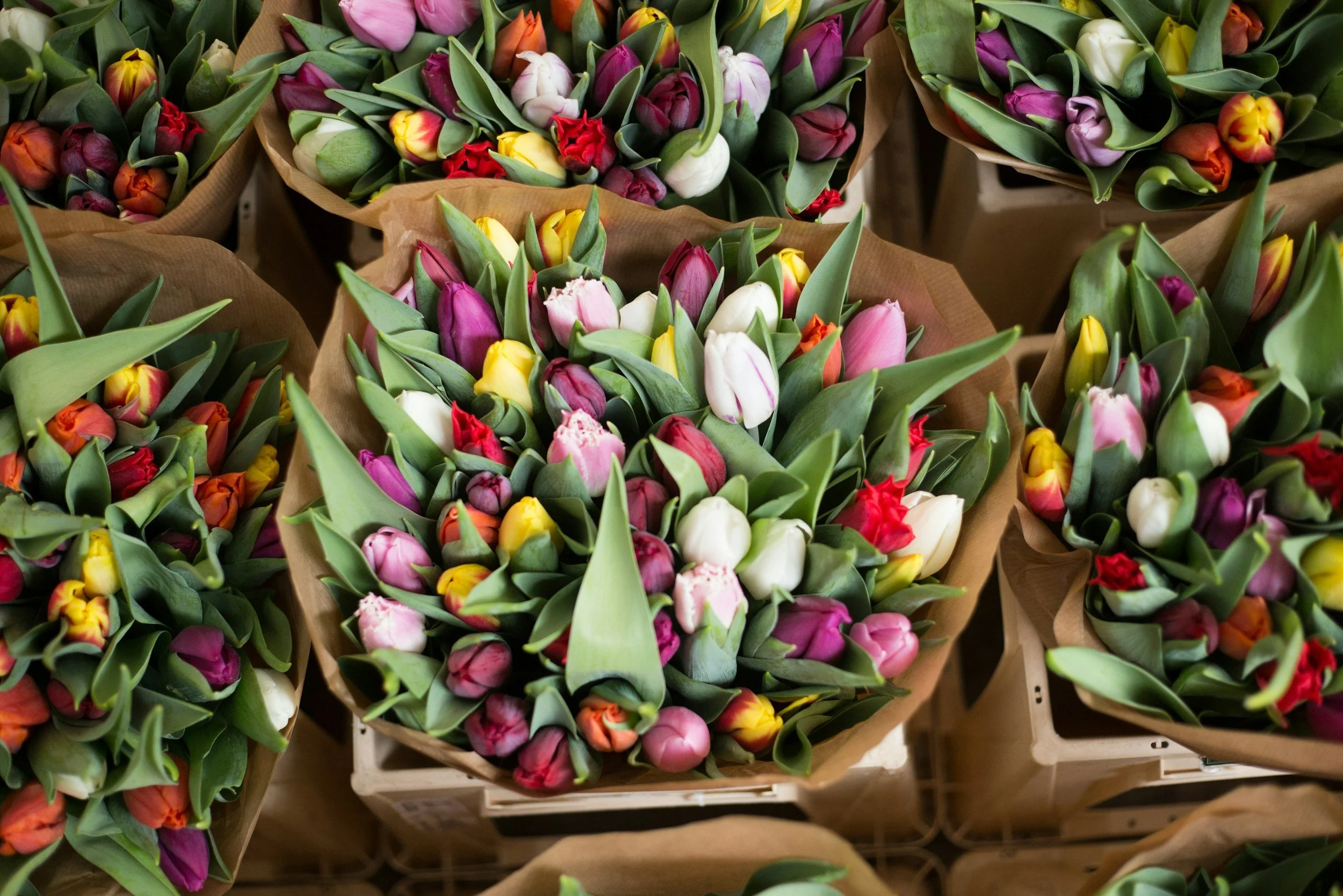 Multiple bouquets of colorful tulips wrapped in brown paper on display.