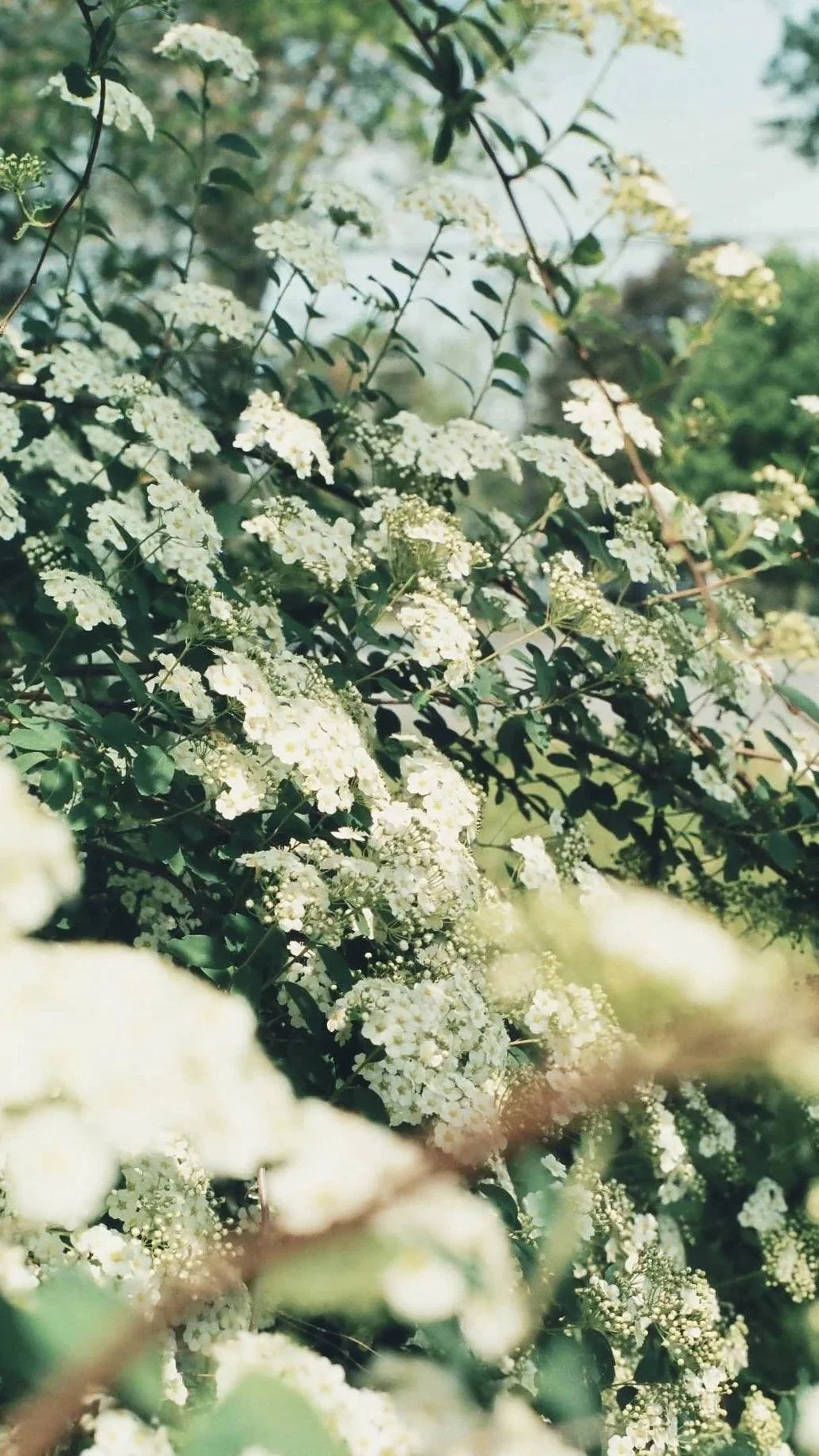 studio-free-folk-film-photo