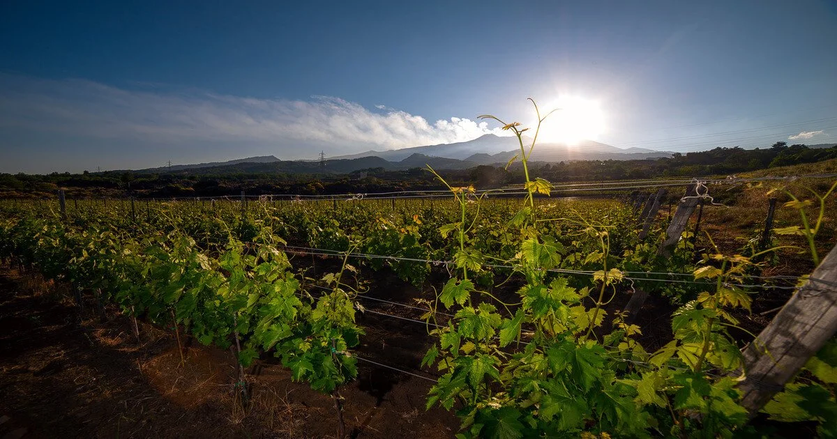 Sunrise over a vineyard with green grapevines and mountains in the background.