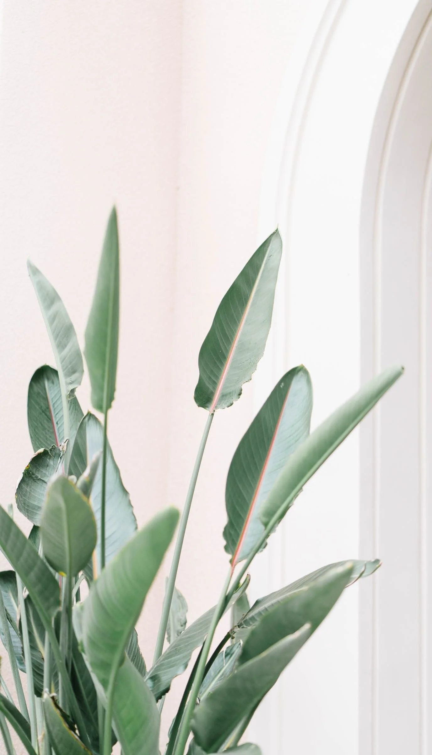 leaves of eucalyptus plant against white wall