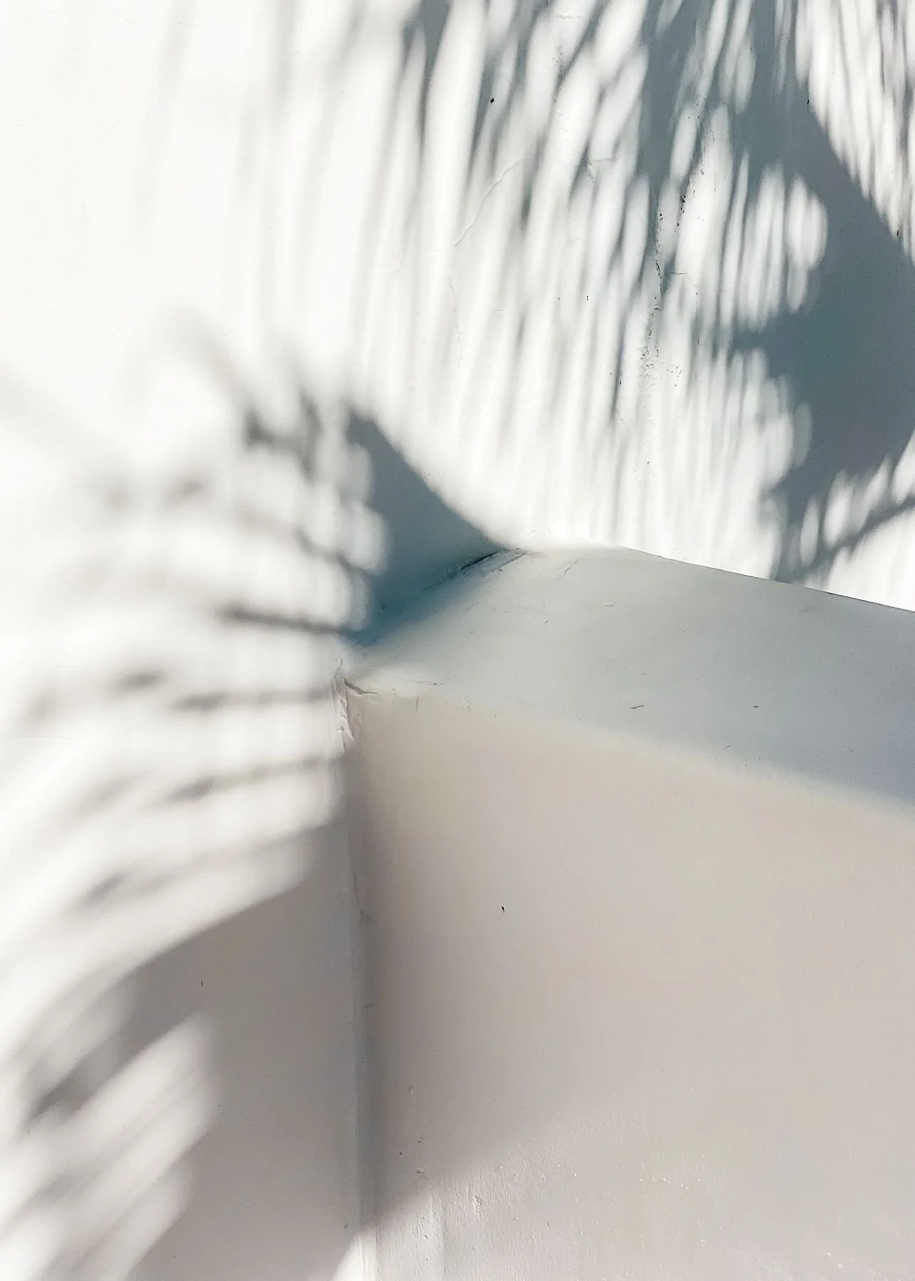 shadow-reflection-of-palm-tree