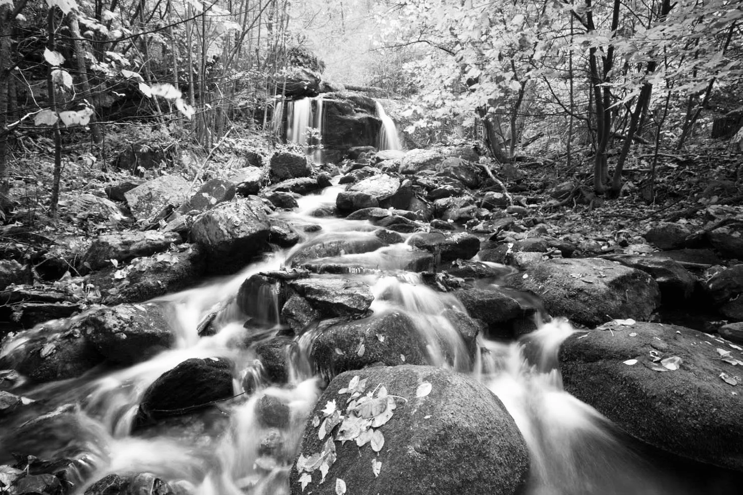 A black and white photo of a forest stream flowing over rocks, with trees and foliage surrounding it.