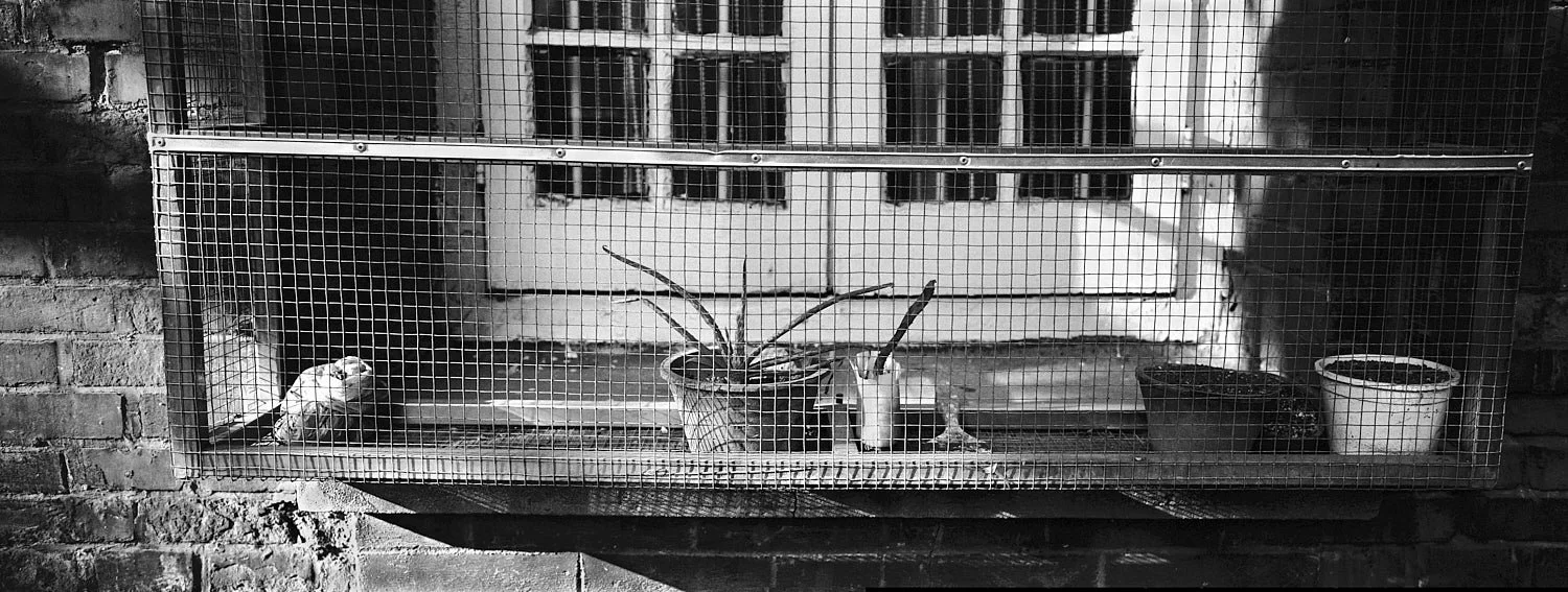 2004 Plant Window - Shouxing Road, Shanghai
