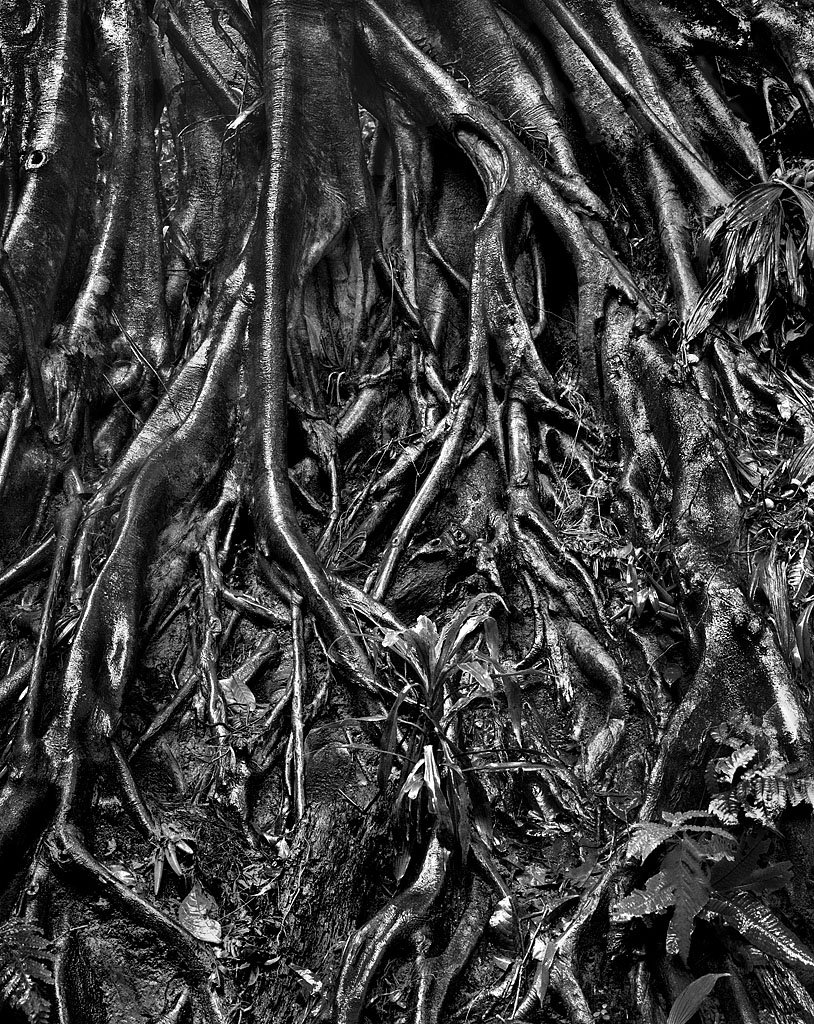 Exposed roots of a centuries-old banyan tree in Xishuangbanna, Yunnan Province. photographed in 2003.