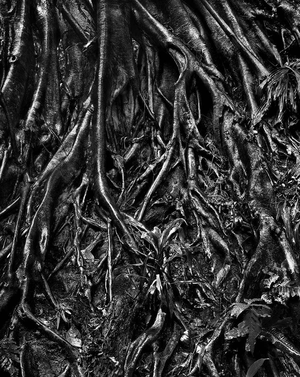 2003 Roots — 1000-Year-Old Banyan Tree, Xishuangbanna