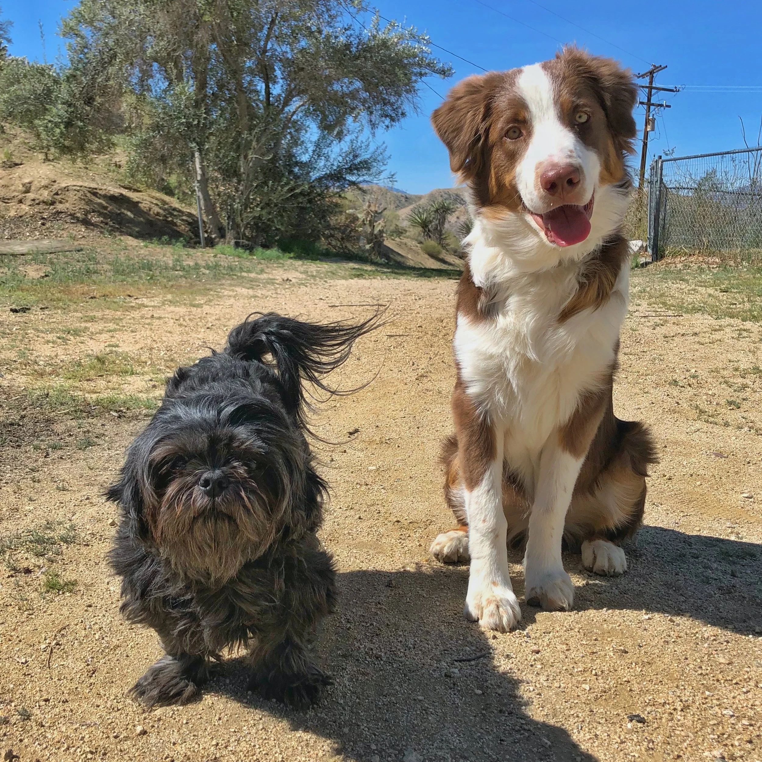 The Dogs of Yucca Fest