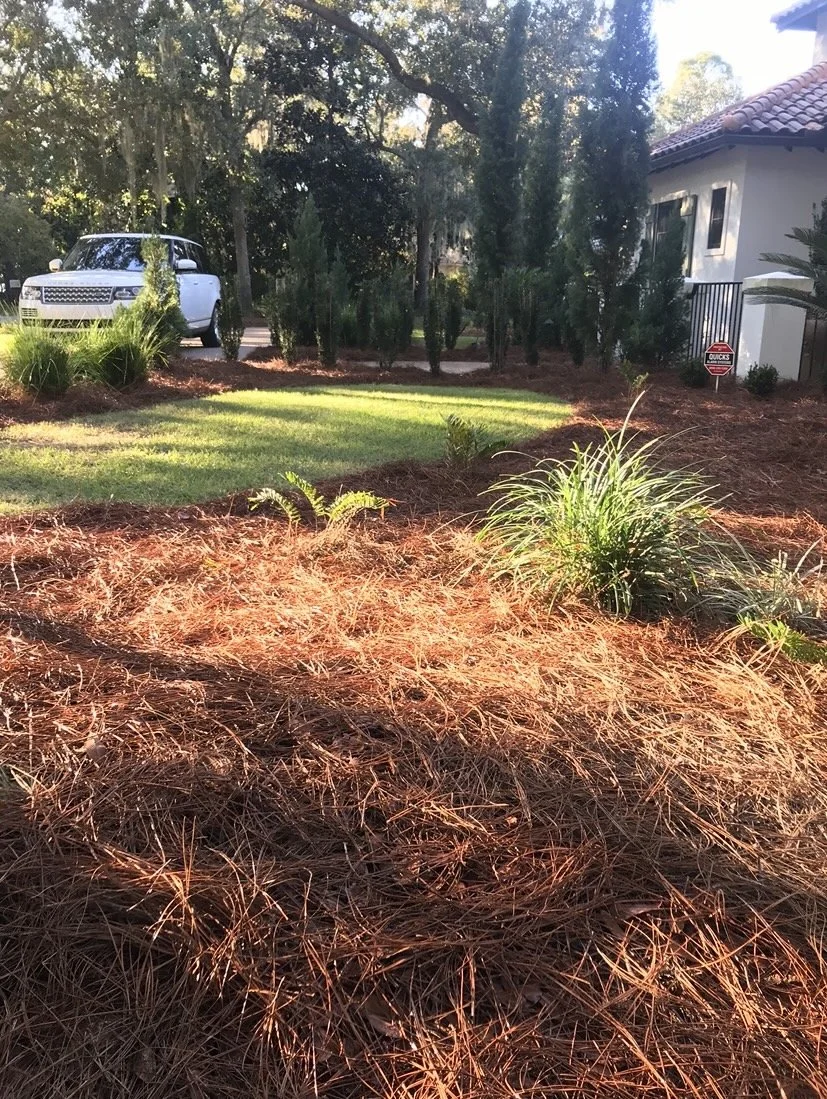 Pine straw laying and dieing at a house in Destin Florida