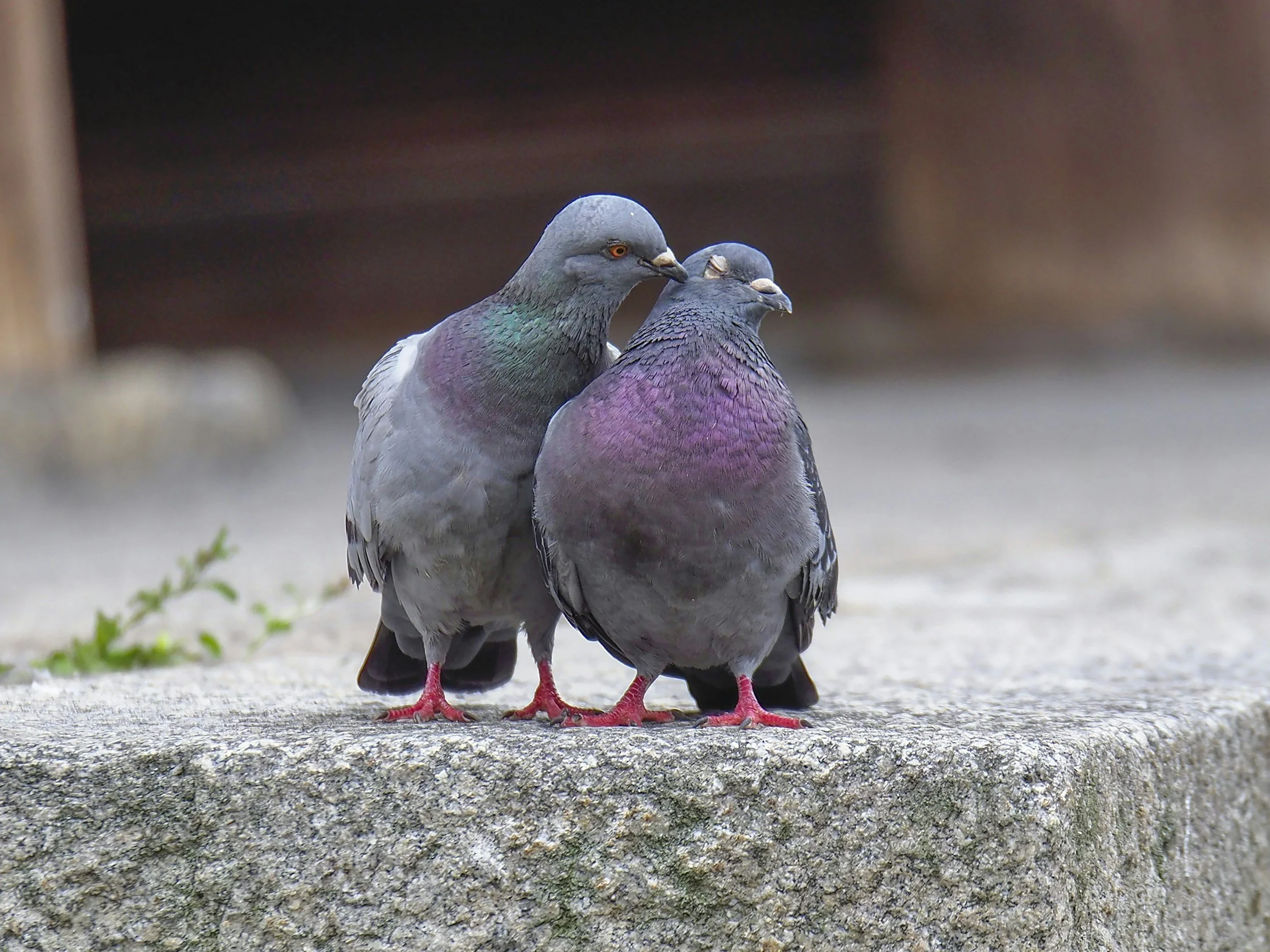 Two rock pigeons courting, left one reaching over with beak to mouth of right one, who has their eyes closed. Gray with purple and teal iridescence accents.
