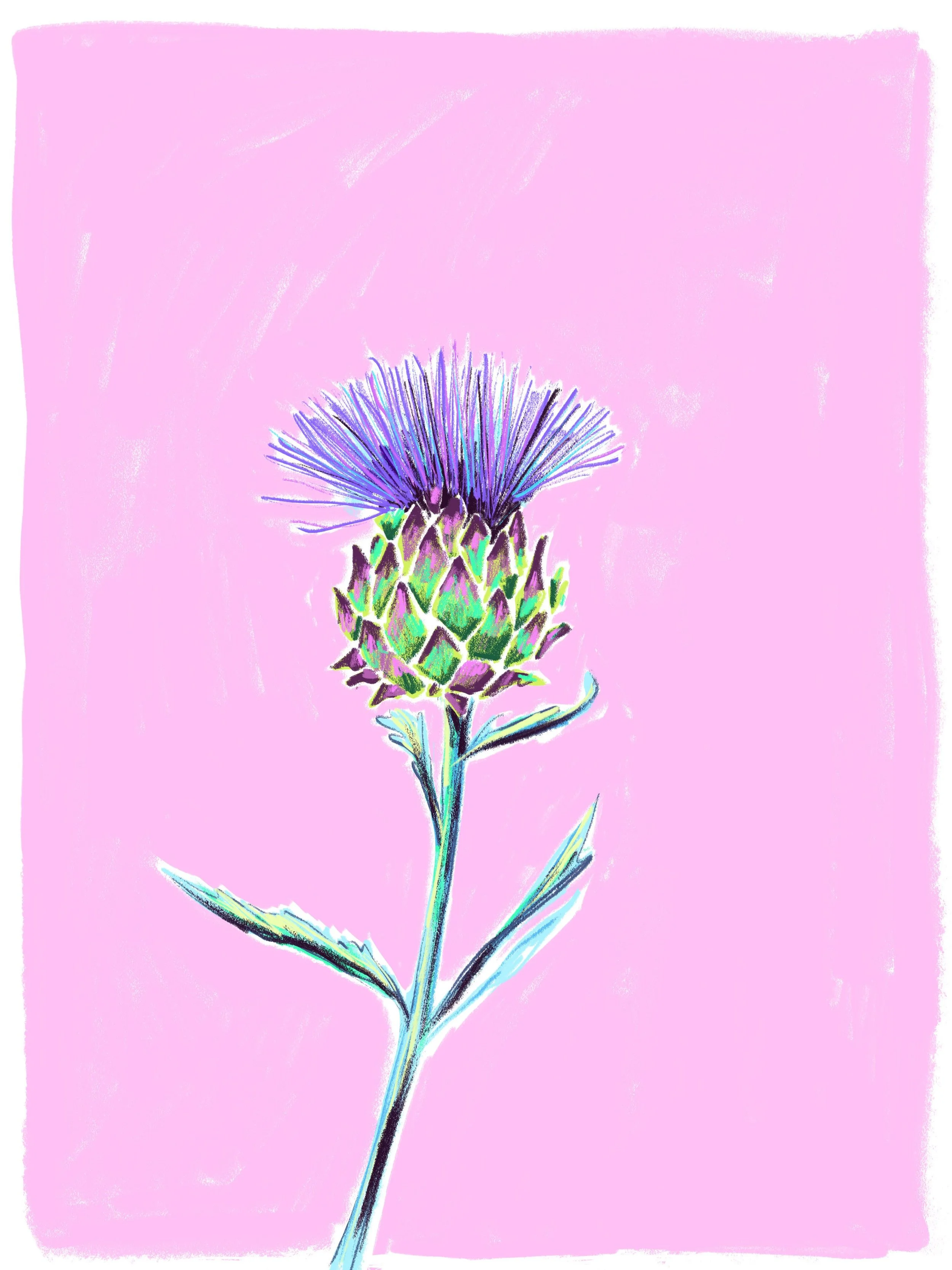Fleur de cardon 

#adobefresco #illustrator #illustratrice #flowerdrawing