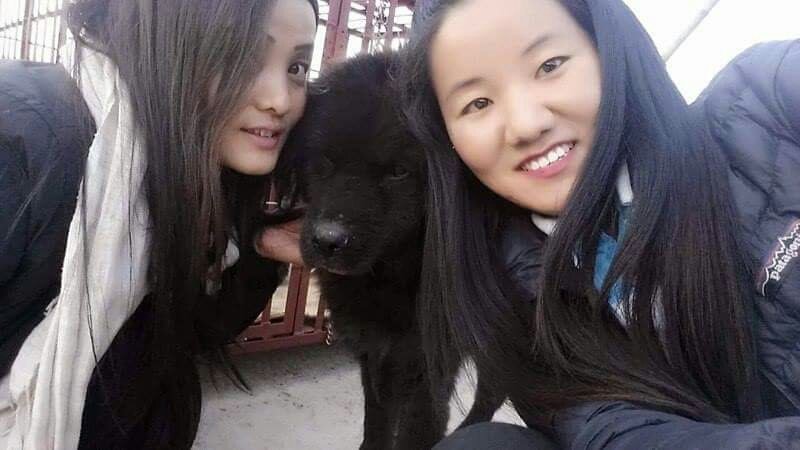 Second Chances for Nepali Street Dogs: Sneha's Care Foundation