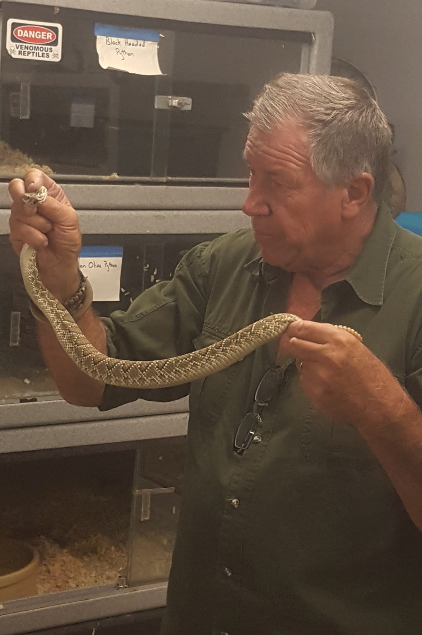 Rattlesnake Safety Tips: A Venomous Snake Tutorial