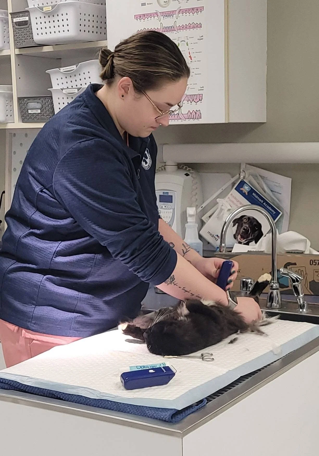 Veterinarian assistant prepares cat for surgery