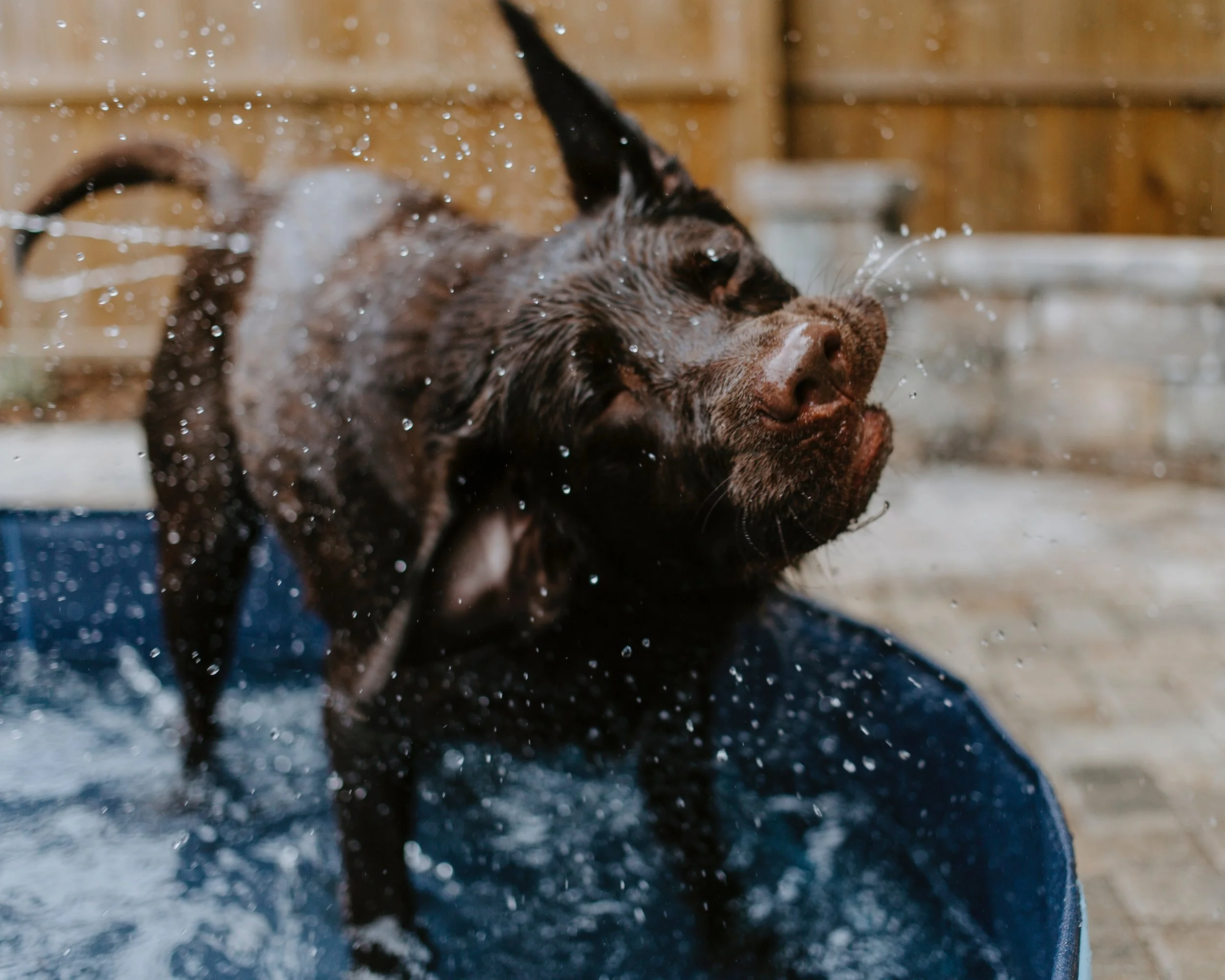 Dog shaking water off after a bath outside in a blue tub.