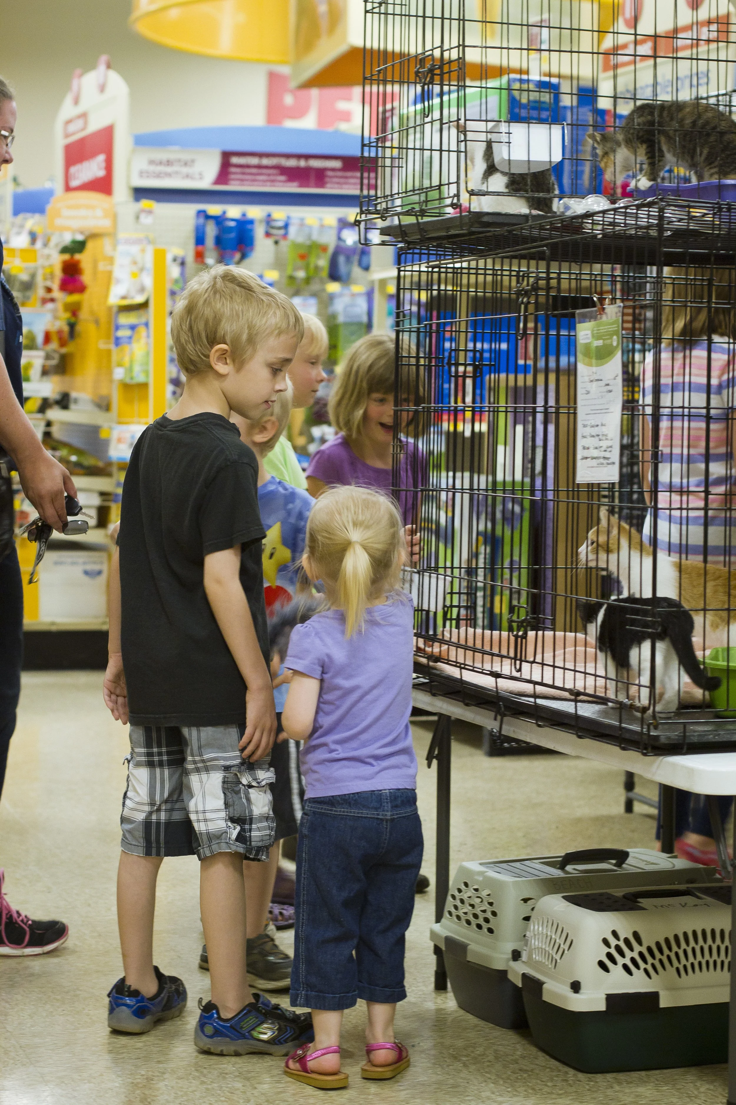Children observing cats in pet cages at a pet store adoption event.
