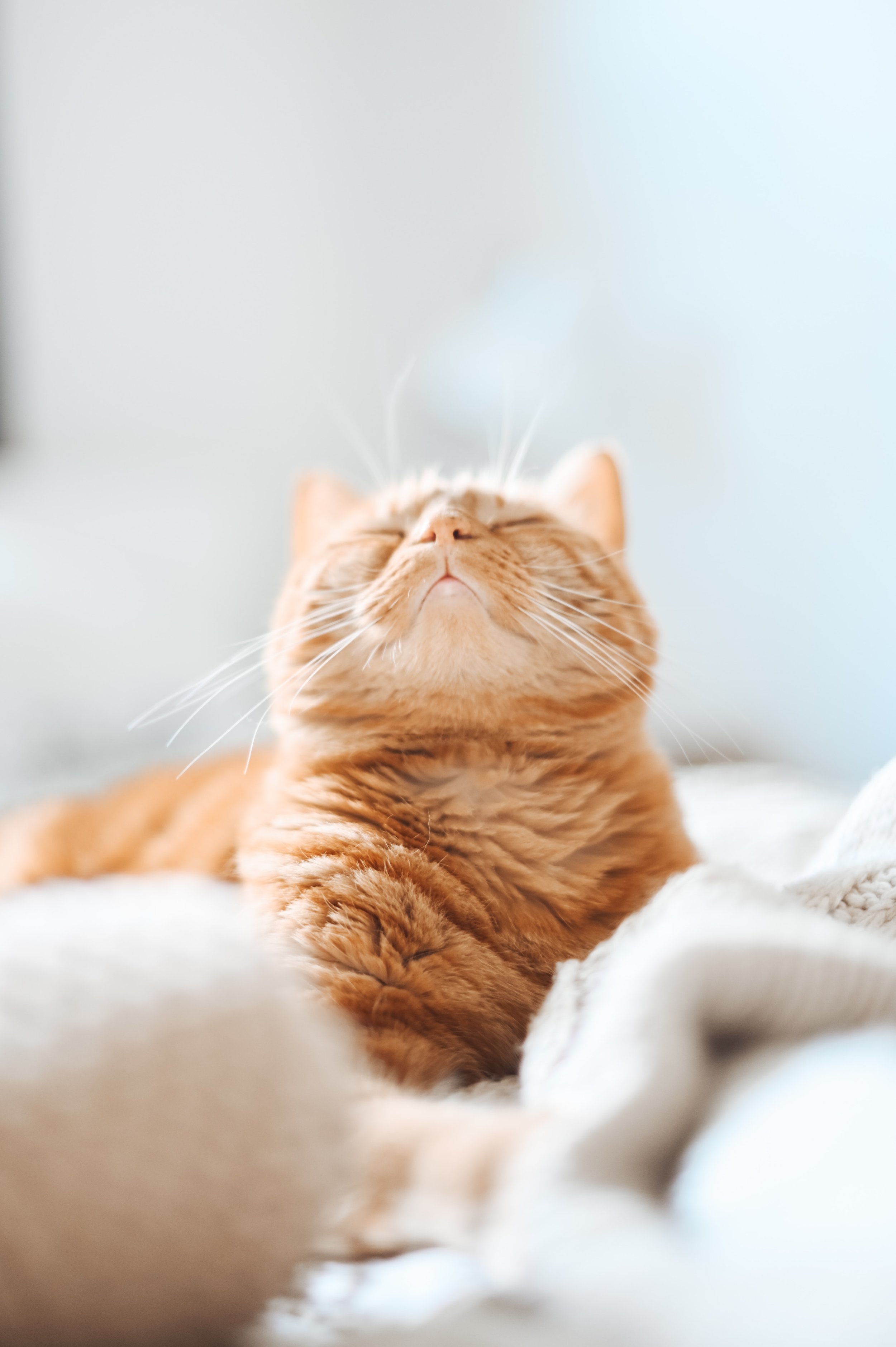 December is for (cat) Lovers