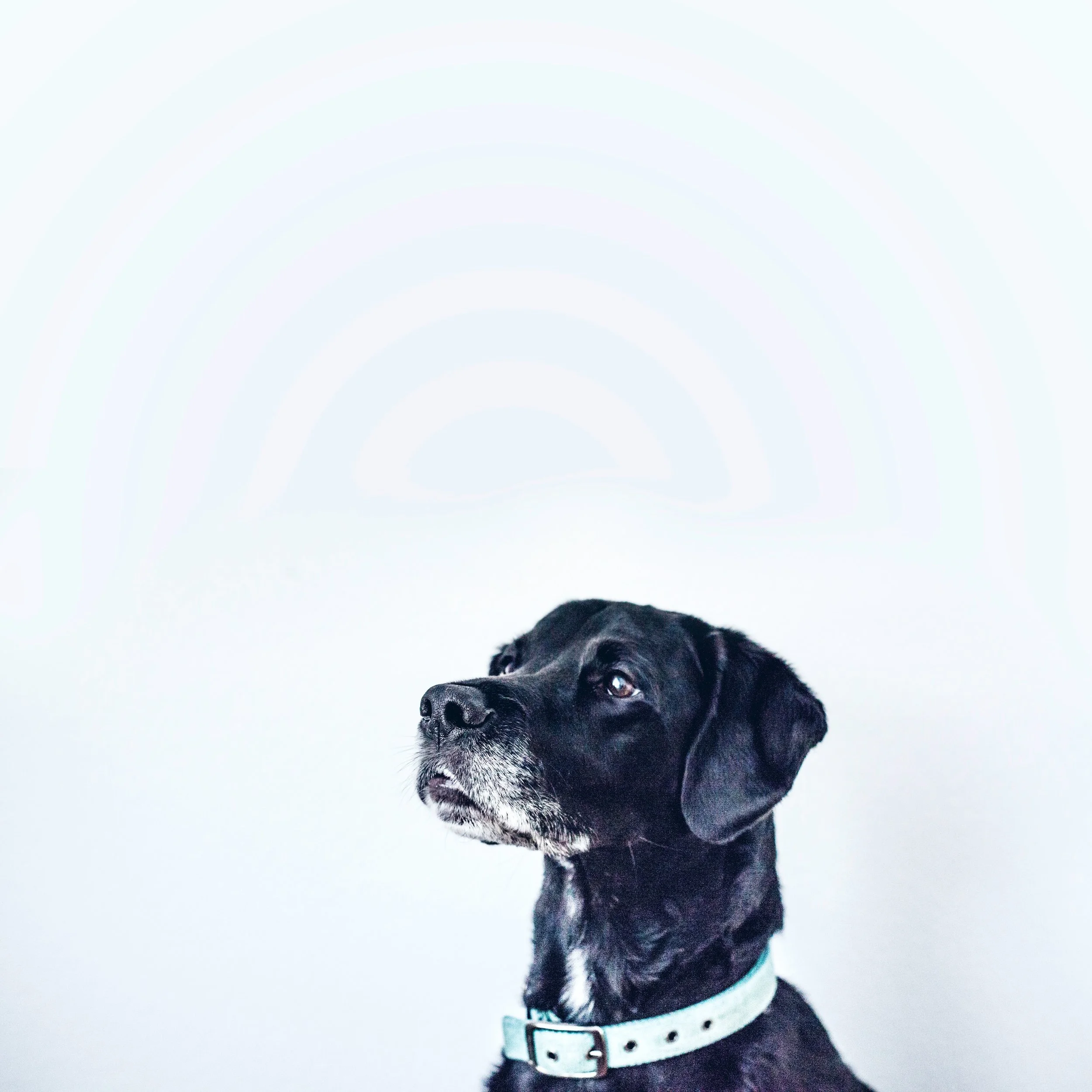 November is Adopt a Senior Pet Month