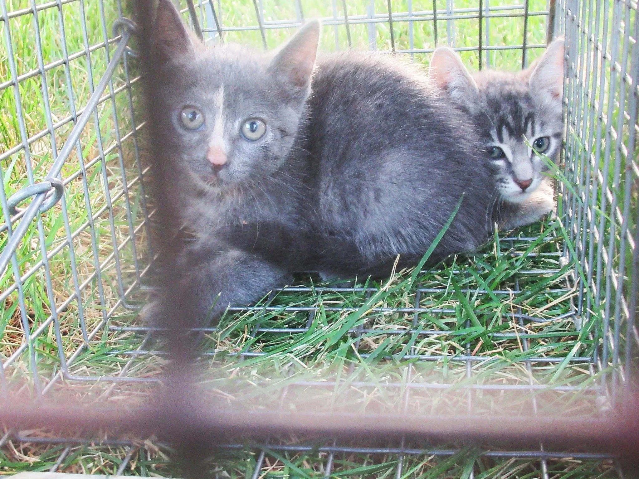 Two kittens in a cage sitting on grass.