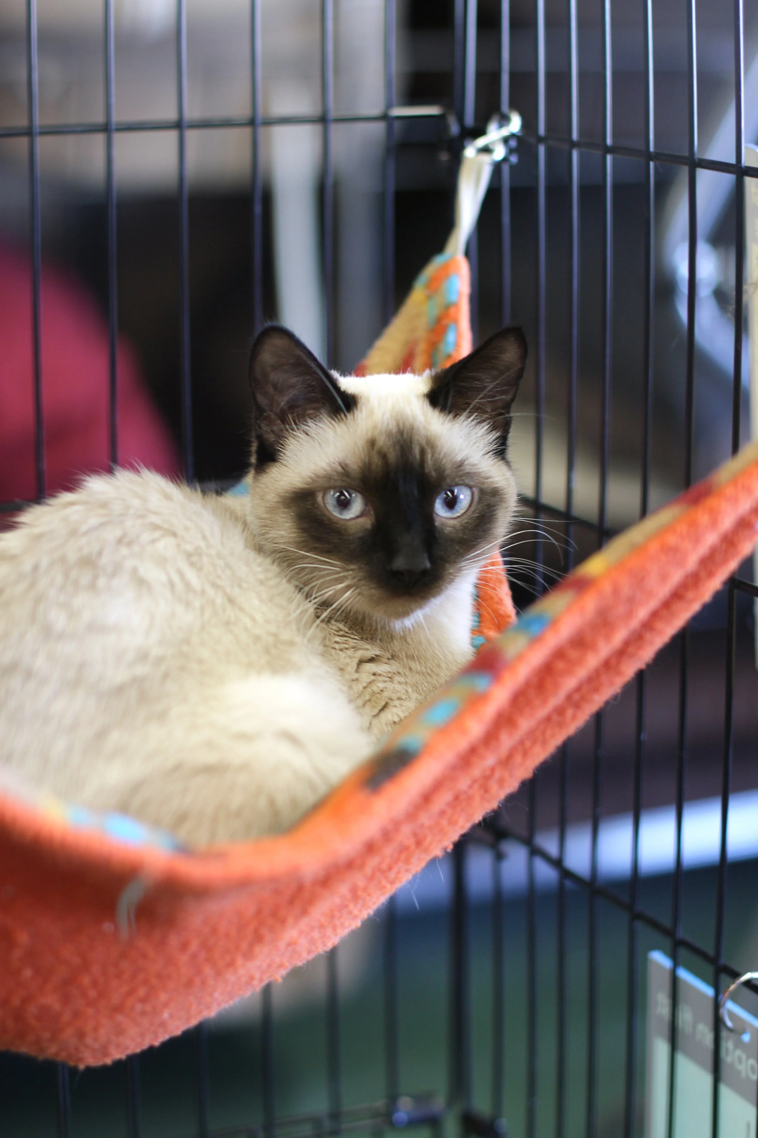 A Siamese cat with blue eyes resting in an orange hammock inside a black metal cage.