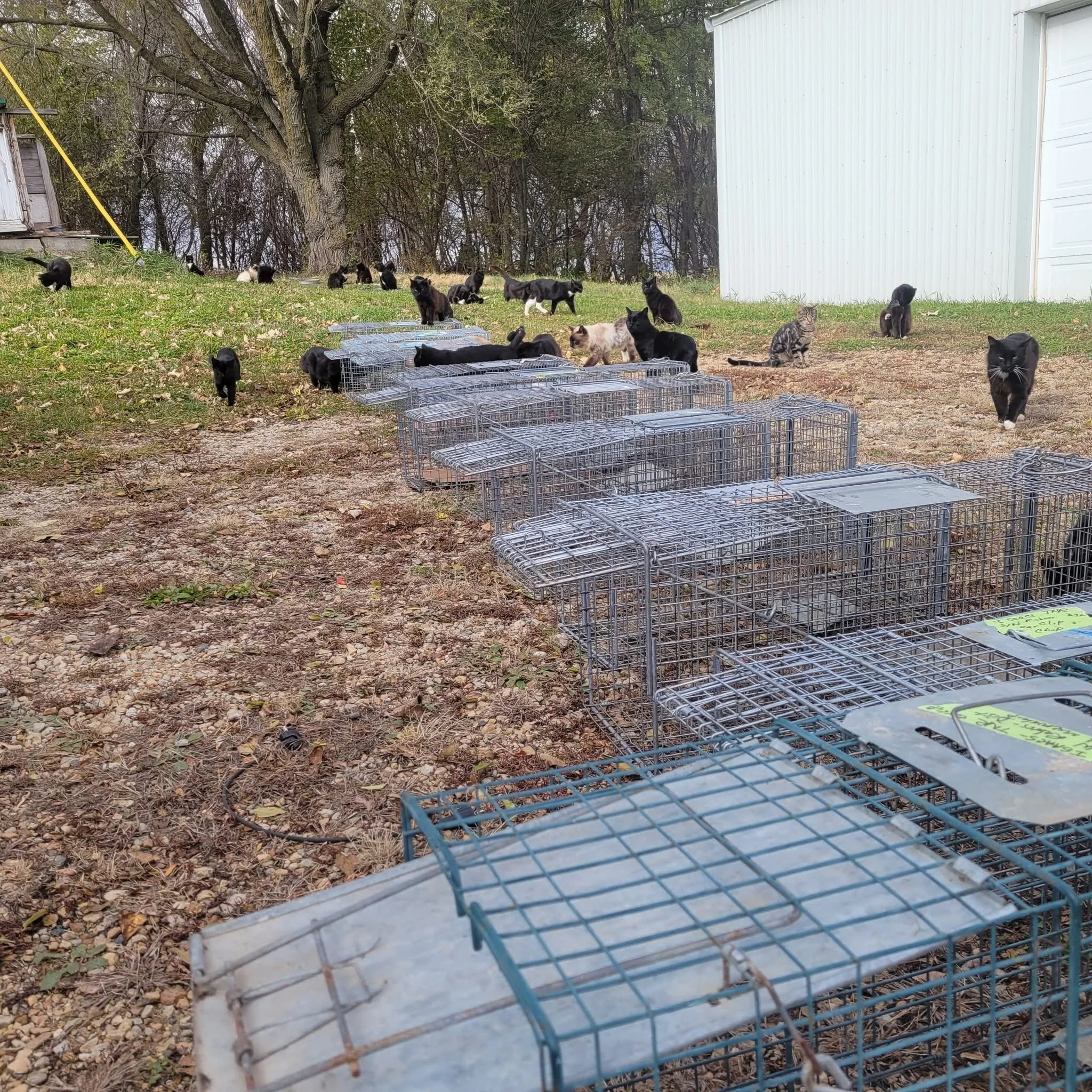 Cats wander a rural property with live traps placed in a row