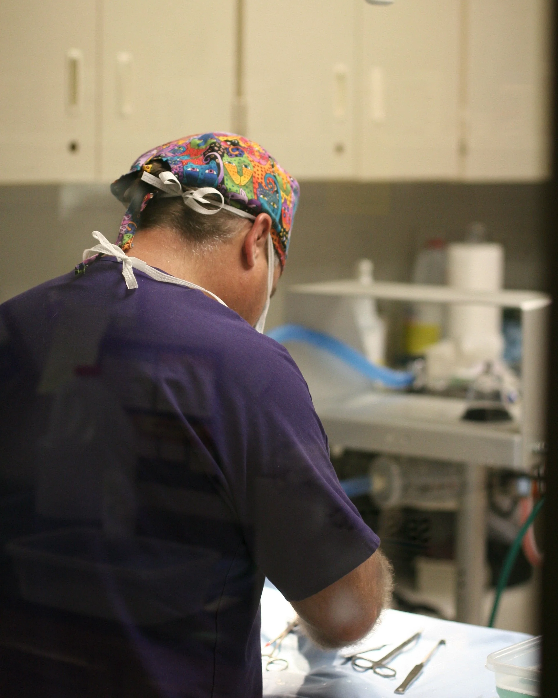 veterinarian performs surgery
