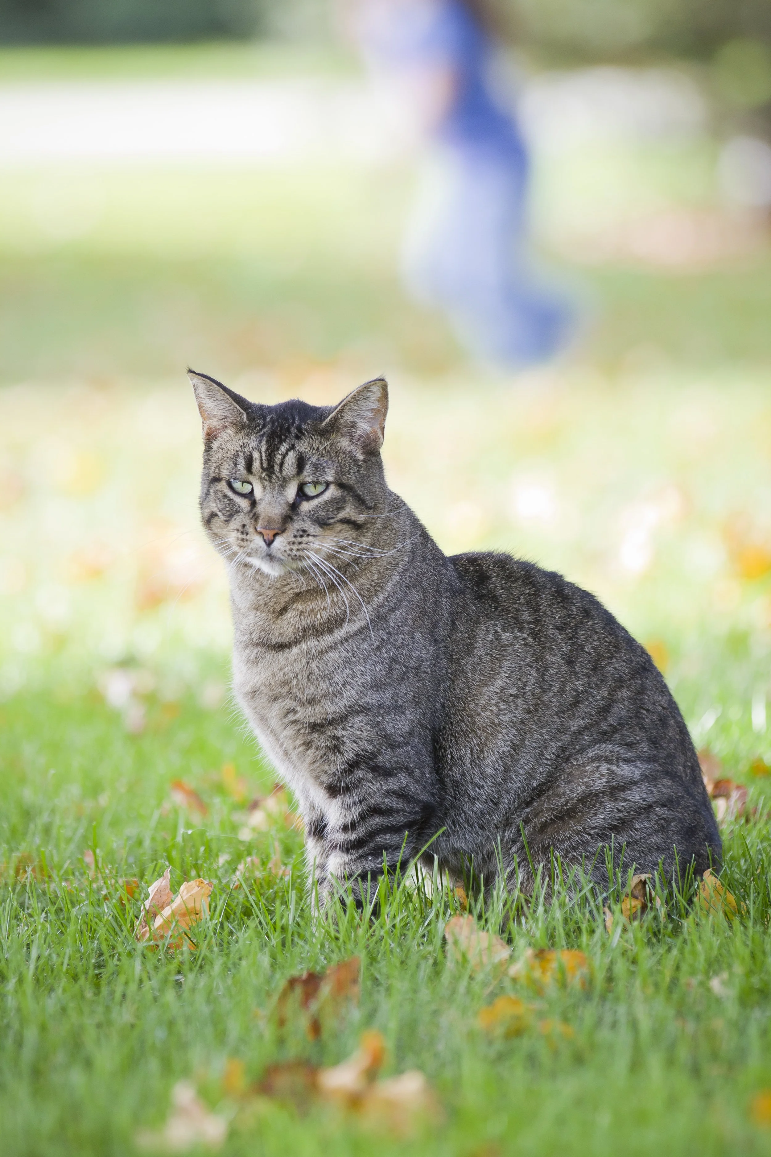 A tabby cat sitting on grass with fallen leaves, with a blurred person in the background.