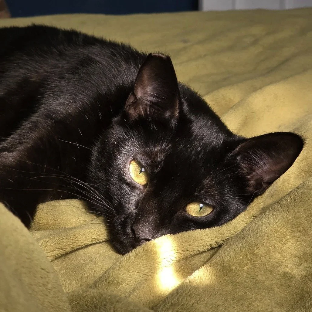 Black cat lying on a green blanket, looking at the camera with yellow eyes.