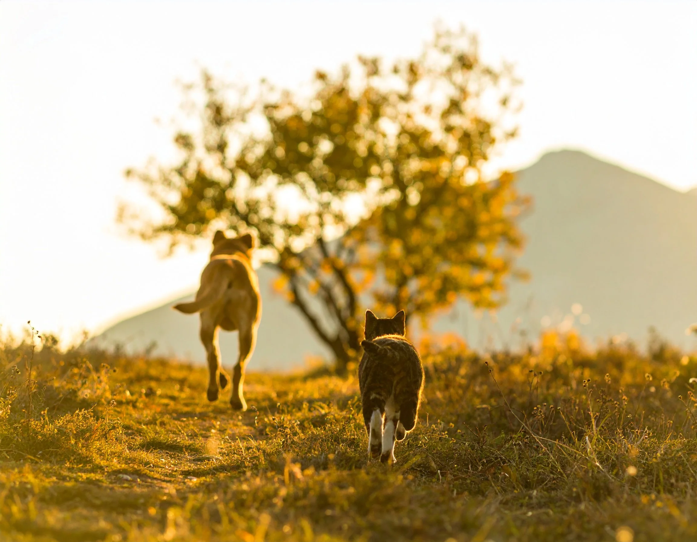 Two dogs walking on a trail in a grassy field at sunset with a tree and mountains in the background.